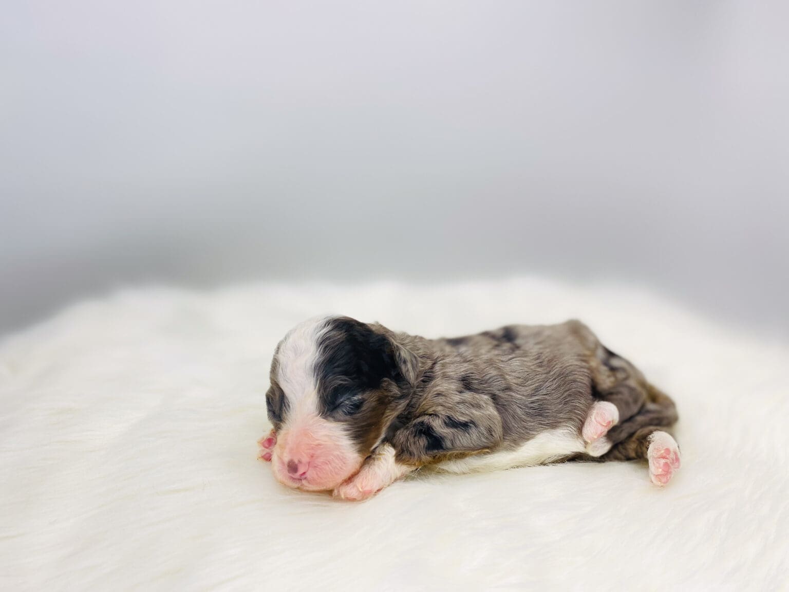 I am just a tiny baby and would love to join your family soon! Of course, you can’t see how cute and curly I will be when I get older, so the Dog Club will send updated photos when I am about 6 to 7 weeks old, if you choose to adopt me. Infant puppy deposits are refundable or transferrable.