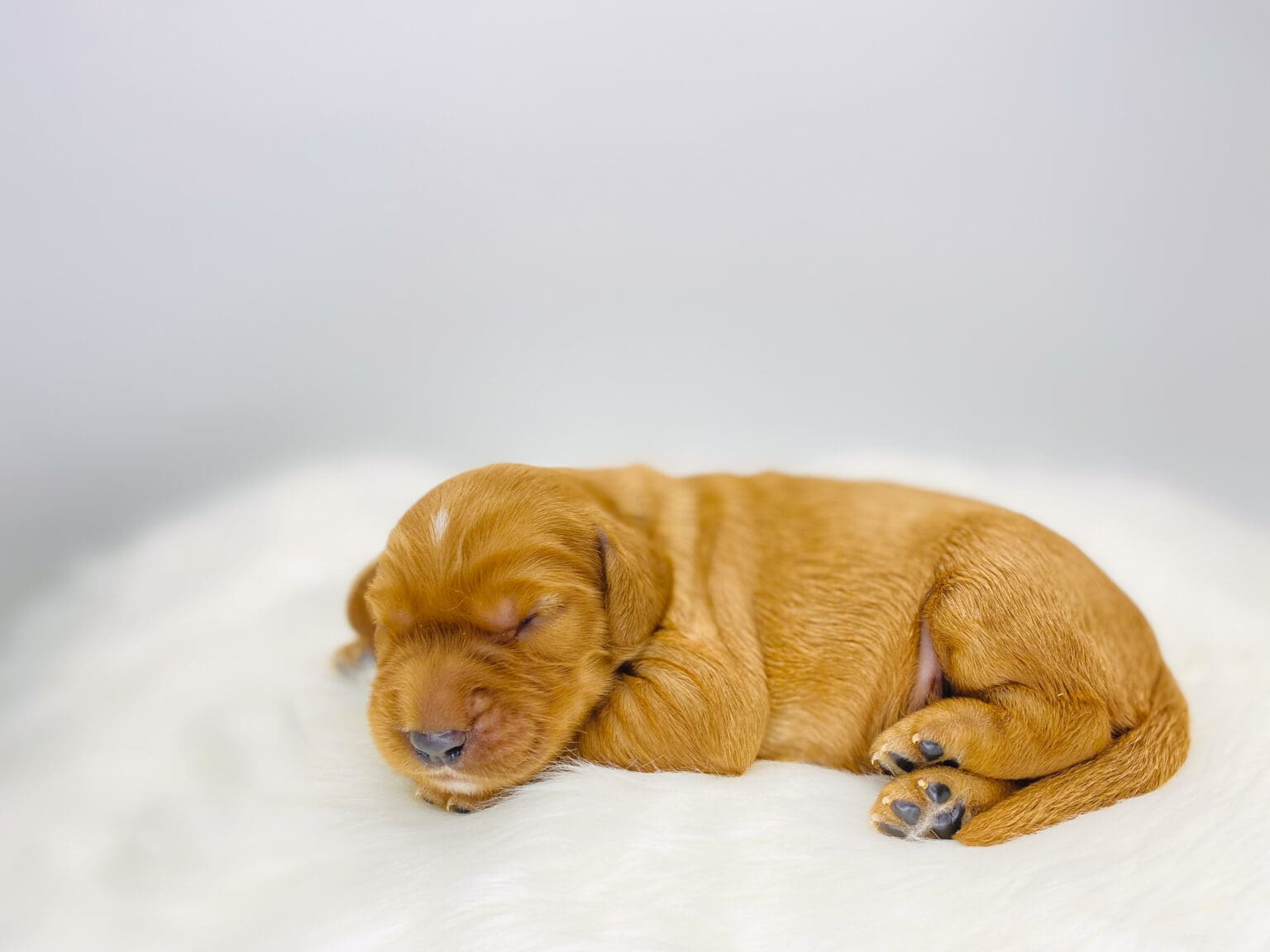 I am just a tiny baby and would love to join your family soon! Of course, you can’t see how cute and curly I will be when I get older, so the Dog Club will send updated photos when I am about 6 to 7 weeks old, if you choose to adopt me. Infant puppy deposits are refundable or transferrable.