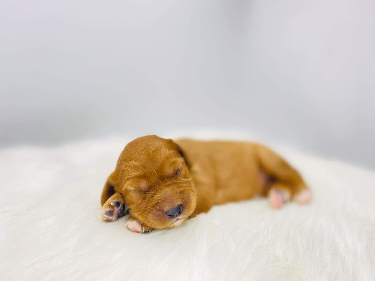 I am just a tiny baby and would love to join your family soon! Of course, you can’t see how cute and curly I will be when I get older, so the Dog Club will send updated photos when I am about 6 to 7 weeks old, if you choose to adopt me. Infant puppy deposits are refundable or transferrable.