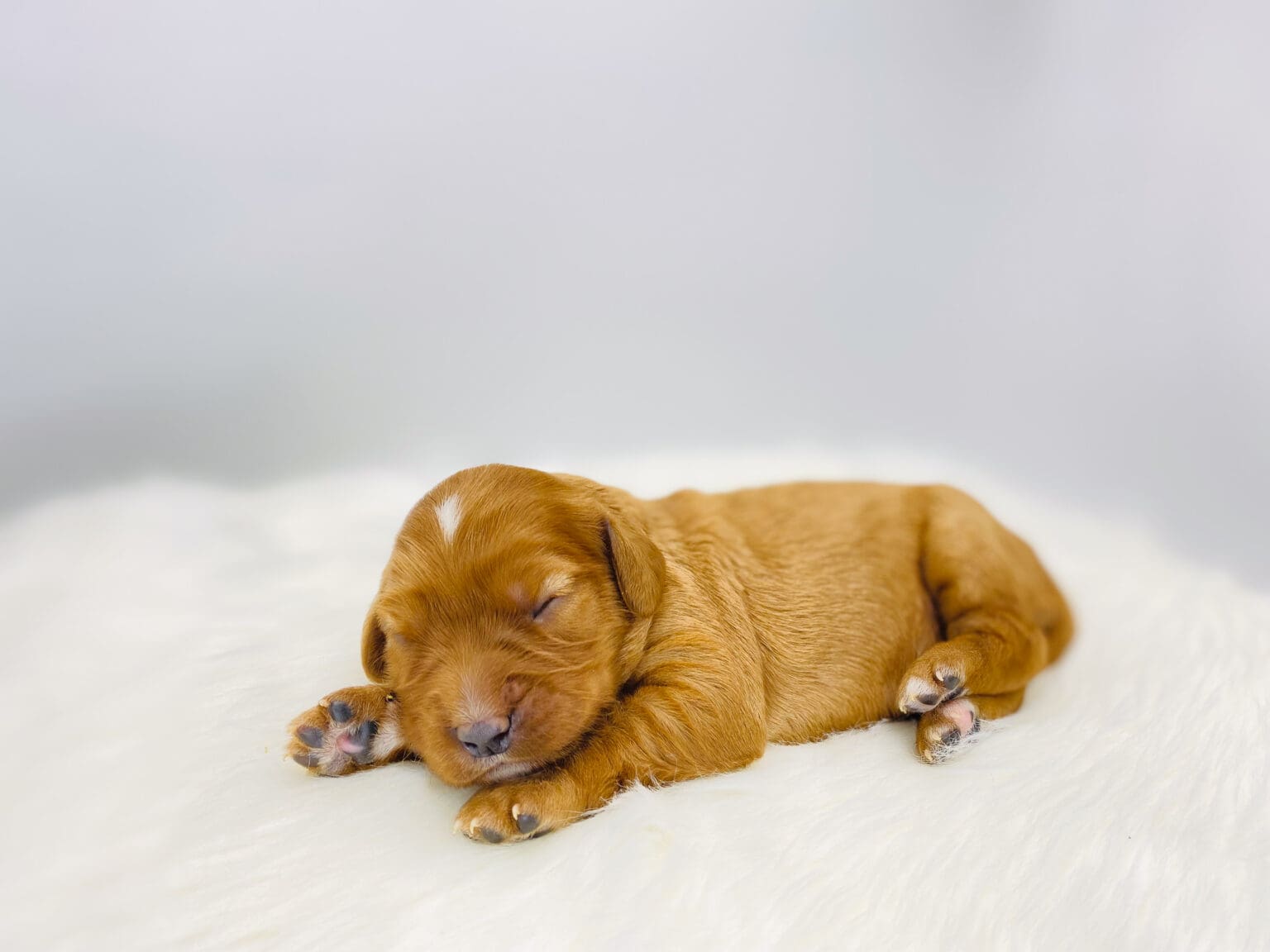 I am just a tiny baby and would love to join your family soon! Of course, you can’t see how cute and curly I will be when I get older, so the Dog Club will send updated photos when I am about 6 to 7 weeks old, if you choose to adopt me. Infant puppy deposits are refundable or transferrable.