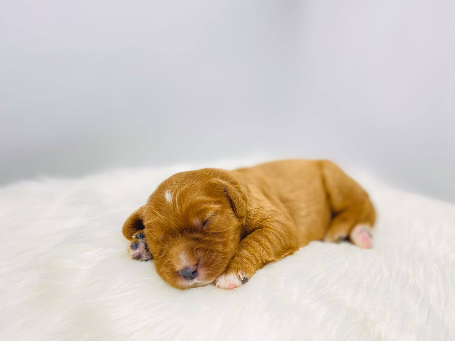 I am just a tiny baby and would love to join your family soon! Of course, you can’t see how cute and curly I will be when I get older, so the Dog Club will send updated photos when I am about 6 to 7 weeks old, if you choose to adopt me. Infant puppy deposits are refundable or transferrable.