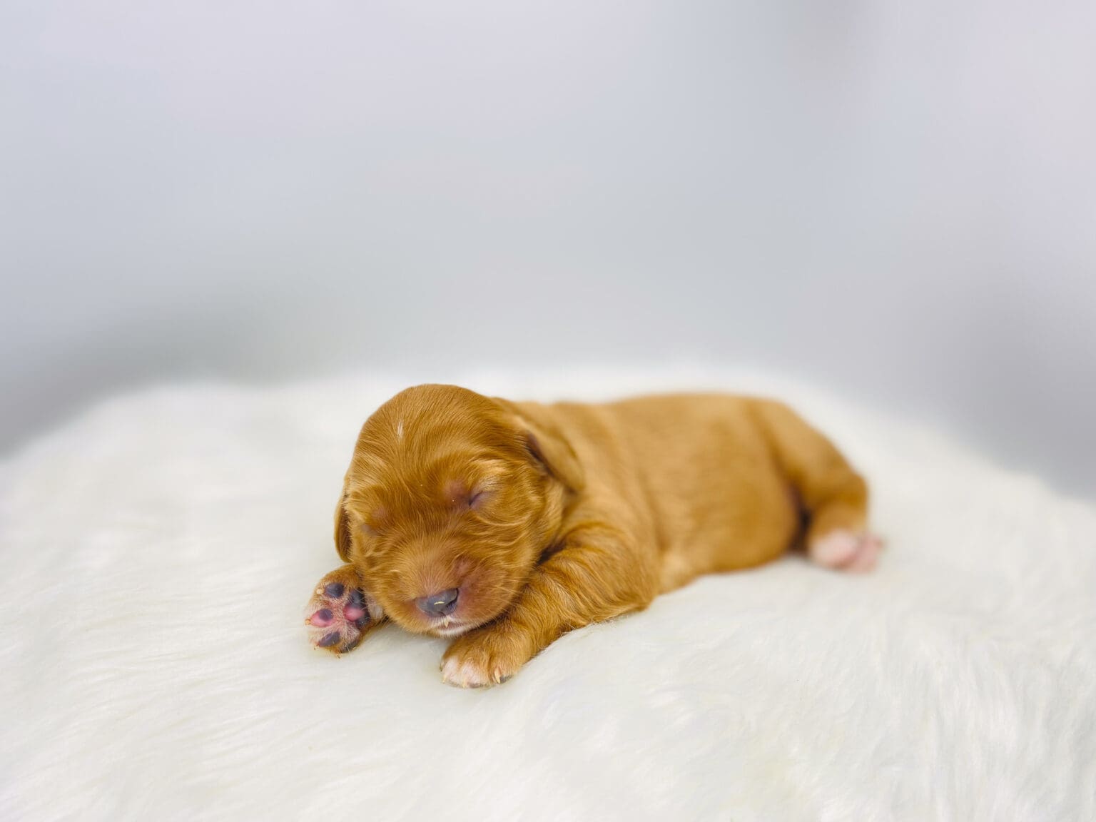 I am just a tiny baby and would love to join your family soon! Of course, you can’t see how cute and curly I will be when I get older, so the Dog Club will send updated photos when I am about 6 to 7 weeks old, if you choose to adopt me. Infant puppy deposits are refundable or transferrable.