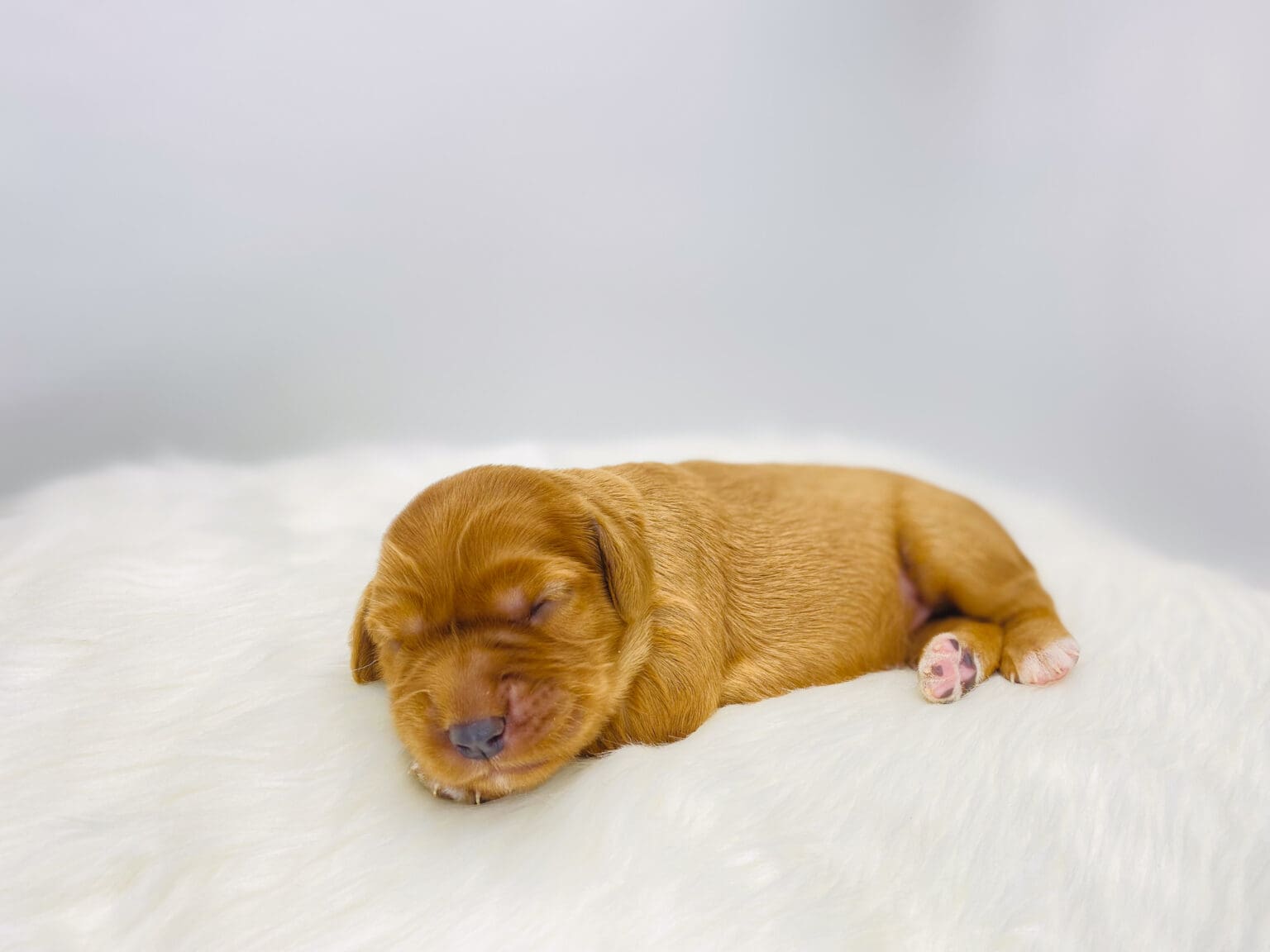 I am just a tiny baby and would love to join your family soon! Of course, you can’t see how cute and curly I will be when I get older, so the Dog Club will send updated photos when I am about 6 to 7 weeks old, if you choose to adopt me. Infant puppy deposits are refundable or transferrable.