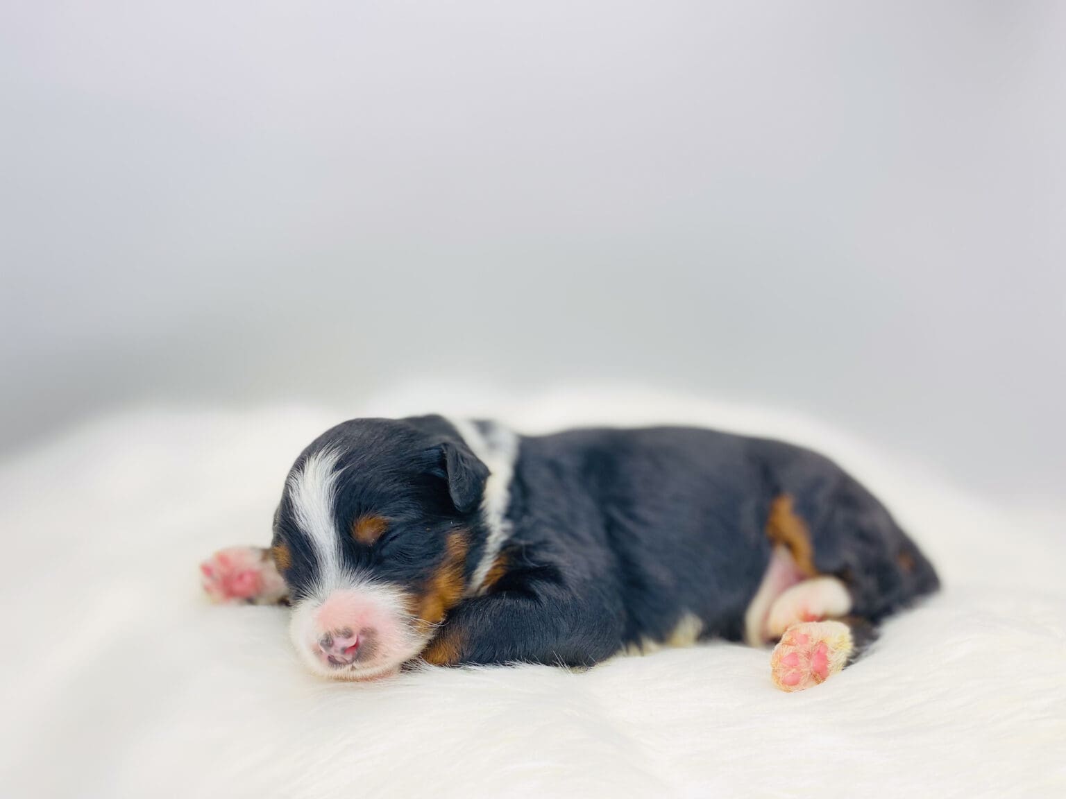I am just a tiny baby and would love to join your family soon! Of course, you can’t see how cute and curly I will be when I get older, so the Dog Club will send updated photos when I am about 6 to 7 weeks old, if you choose to adopt me. Infant puppy deposits are refundable or transferrable.