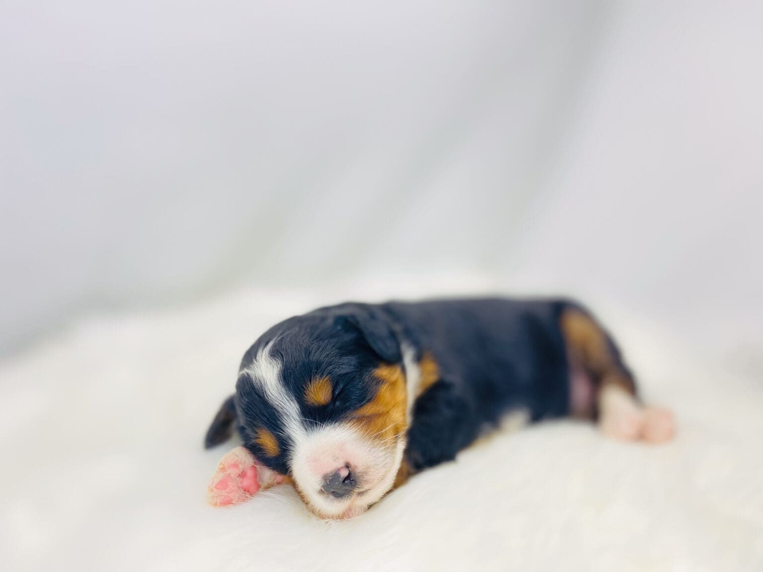 I am just a tiny baby and would love to join your family soon! Of course, you can’t see how cute and curly I will be when I get older, so the Dog Club will send updated photos when I am about 6 to 7 weeks old, if you choose to adopt me. Infant puppy deposits are refundable or transferrable.