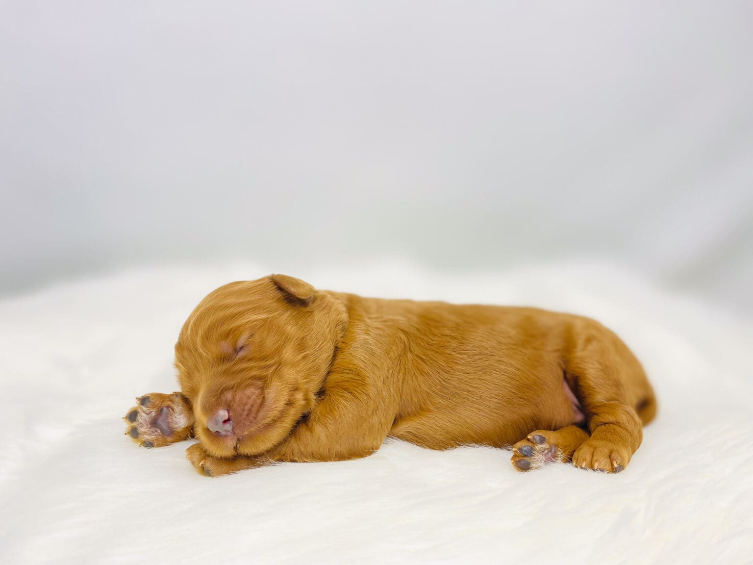 I am just a tiny baby and would love to join your family soon! Of course, you can’t see how cute and curly I will be when I get older, so the Dog Club will send updated photos when I am about 6 to 7 weeks old, if you choose to adopt me. Infant puppy deposits are refundable or transferrable.