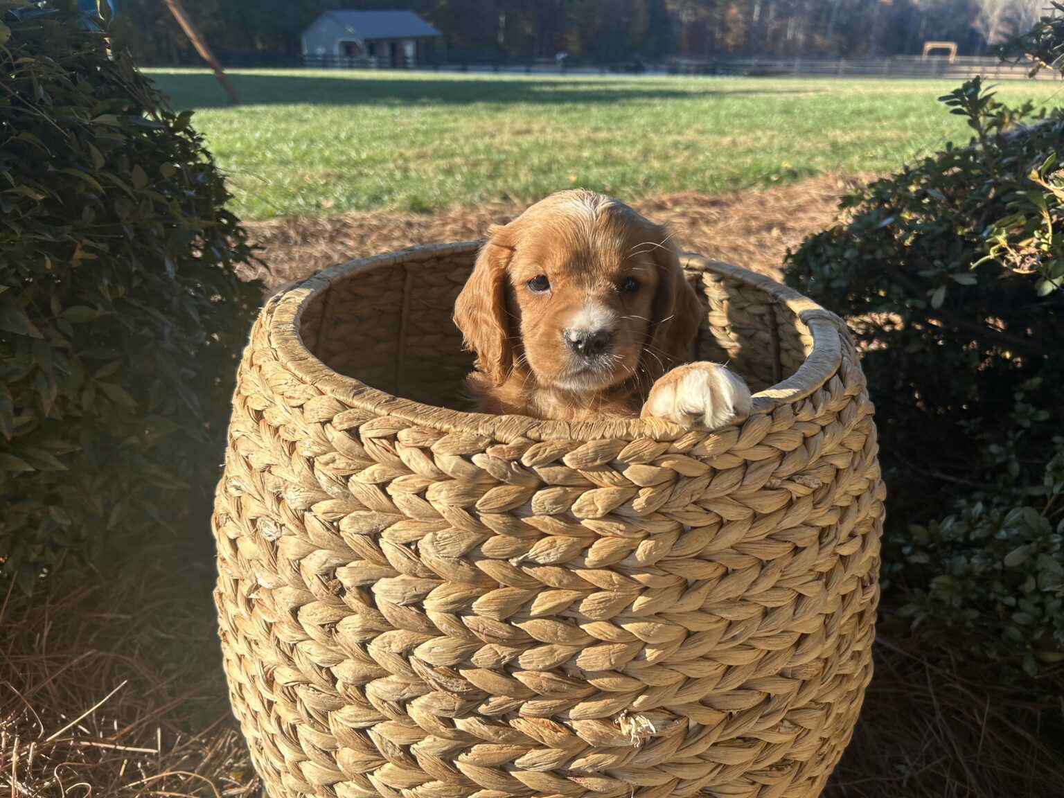 I am just a tiny baby and would love to join your family soon! Of course, you can’t see how cute and curly I will be when I get older, so the Dog Club will send updated photos when I am about 6 to 7 weeks old, if you choose to adopt me. Infant puppy deposits are refundable or transferrable.