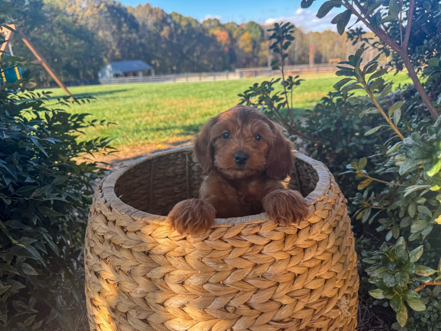 I am just a tiny baby and would love to join your family soon! Of course, you can’t see how cute and curly I will be when I get older, so the Dog Club will send updated photos when I am about 6 to 7 weeks old, if you choose to adopt me. Infant puppy deposits are refundable or transferrable.