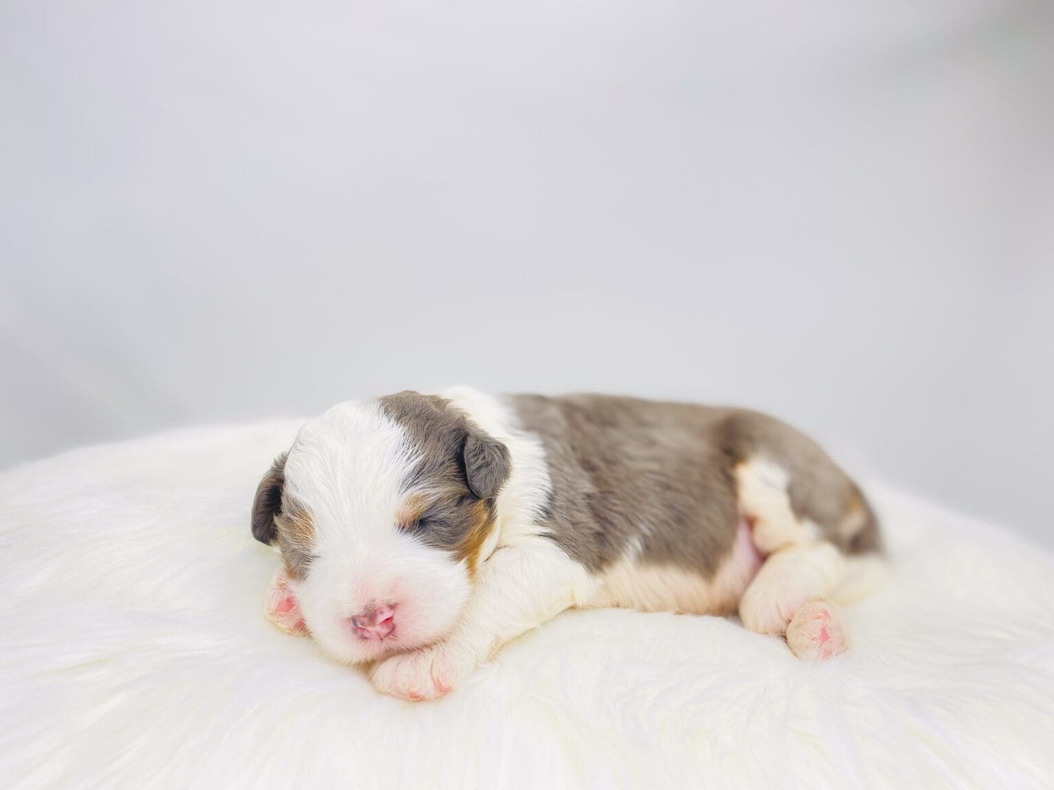 I am just a tiny baby and would love to join your family soon! Of course, you can’t see how cute and curly I will be when I get older, so the Dog Club will send updated photos when I am about 6 to 7 weeks old, if you choose to adopt me. Infant puppy deposits are refundable or transferrable.