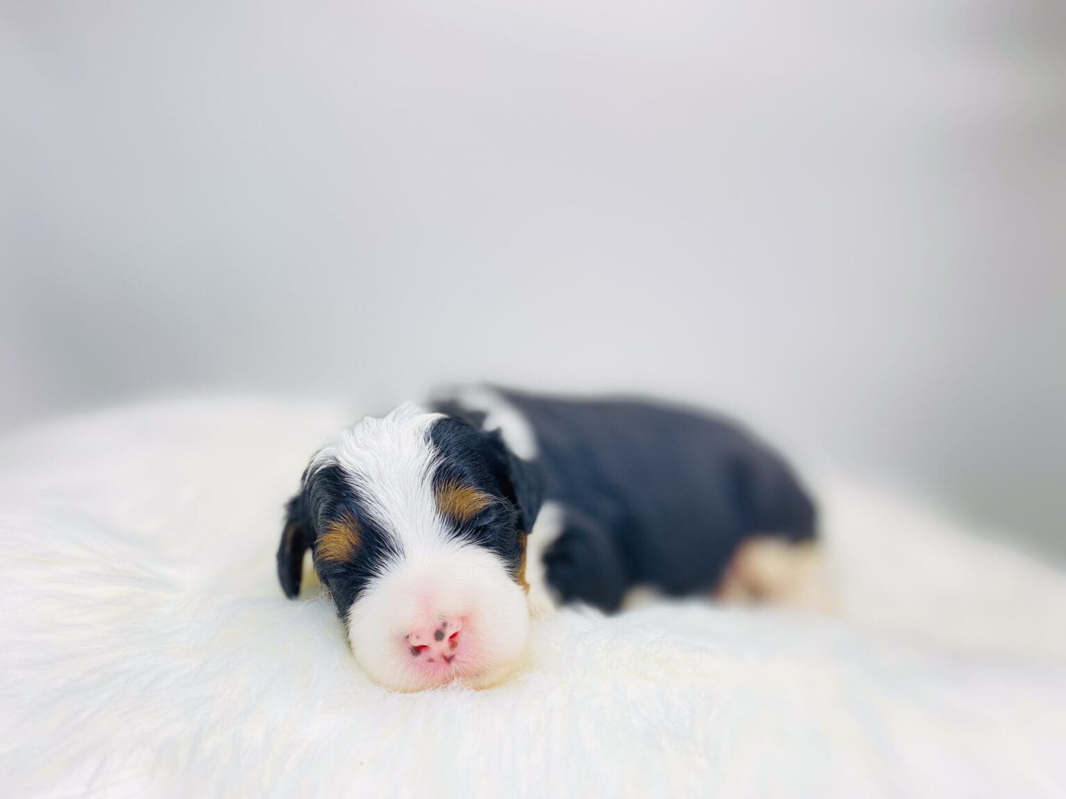 I am just a tiny baby and would love to join your family soon! Of course, you can’t see how cute and curly I will be when I get older, so the Dog Club will send updated photos when I am about 6 to 7 weeks old, if you choose to adopt me. Infant puppy deposits are refundable or transferrable.