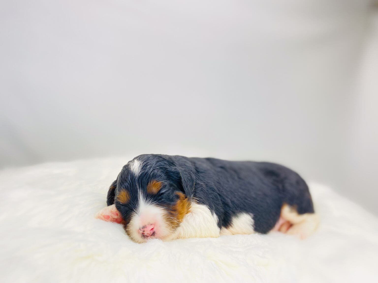 I am just a tiny baby and would love to join your family soon! Of course, you can’t see how cute and curly I will be when I get older, so the Dog Club will send updated photos when I am about 6 to 7 weeks old, if you choose to adopt me. Infant puppy deposits are refundable or transferrable.