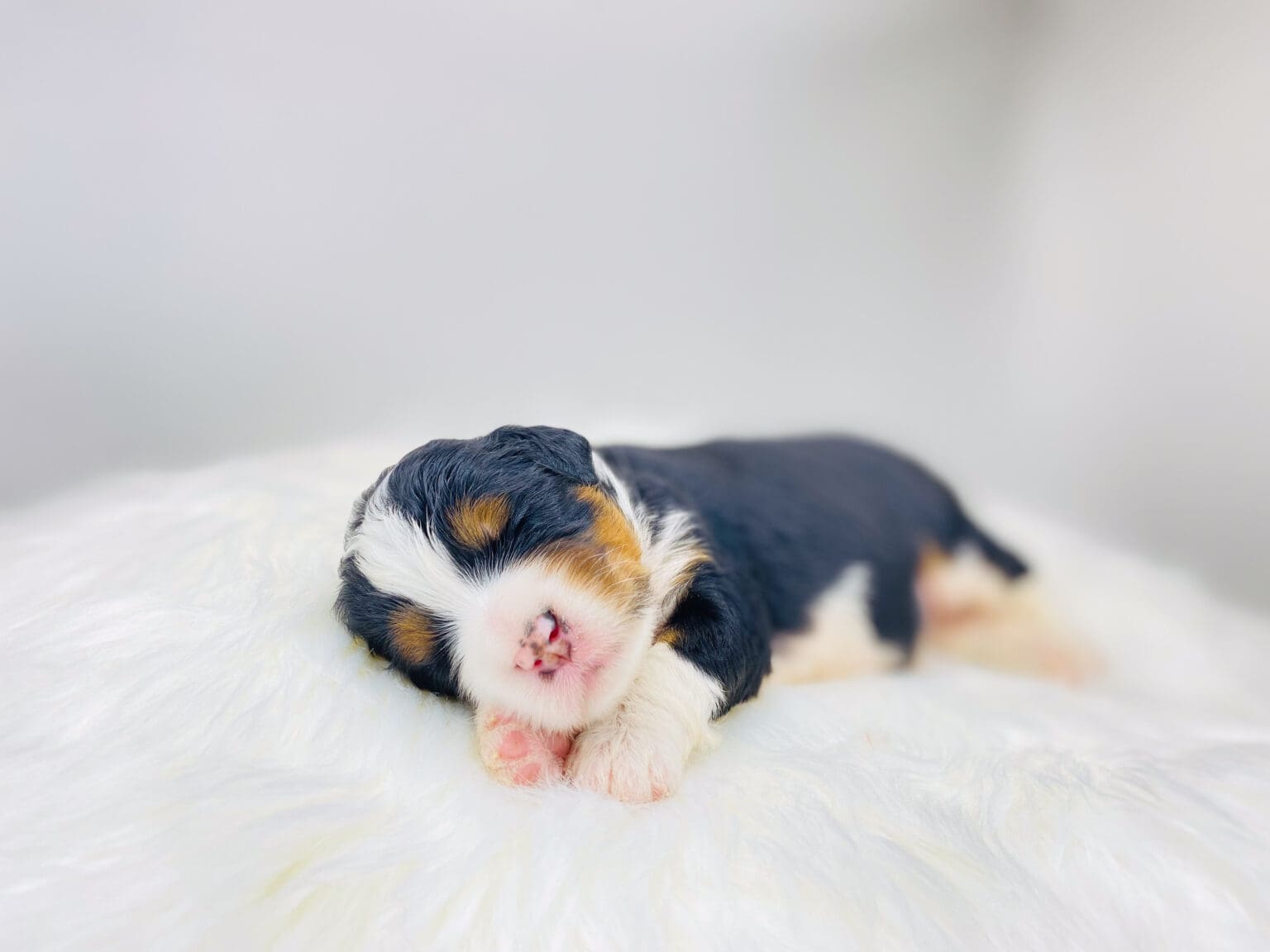 I am just a tiny baby and would love to join your family soon! Of course, you can’t see how cute and curly I will be when I get older, so the Dog Club will send updated photos when I am about 6 to 7 weeks old, if you choose to adopt me. Infant puppy deposits are refundable or transferrable.
