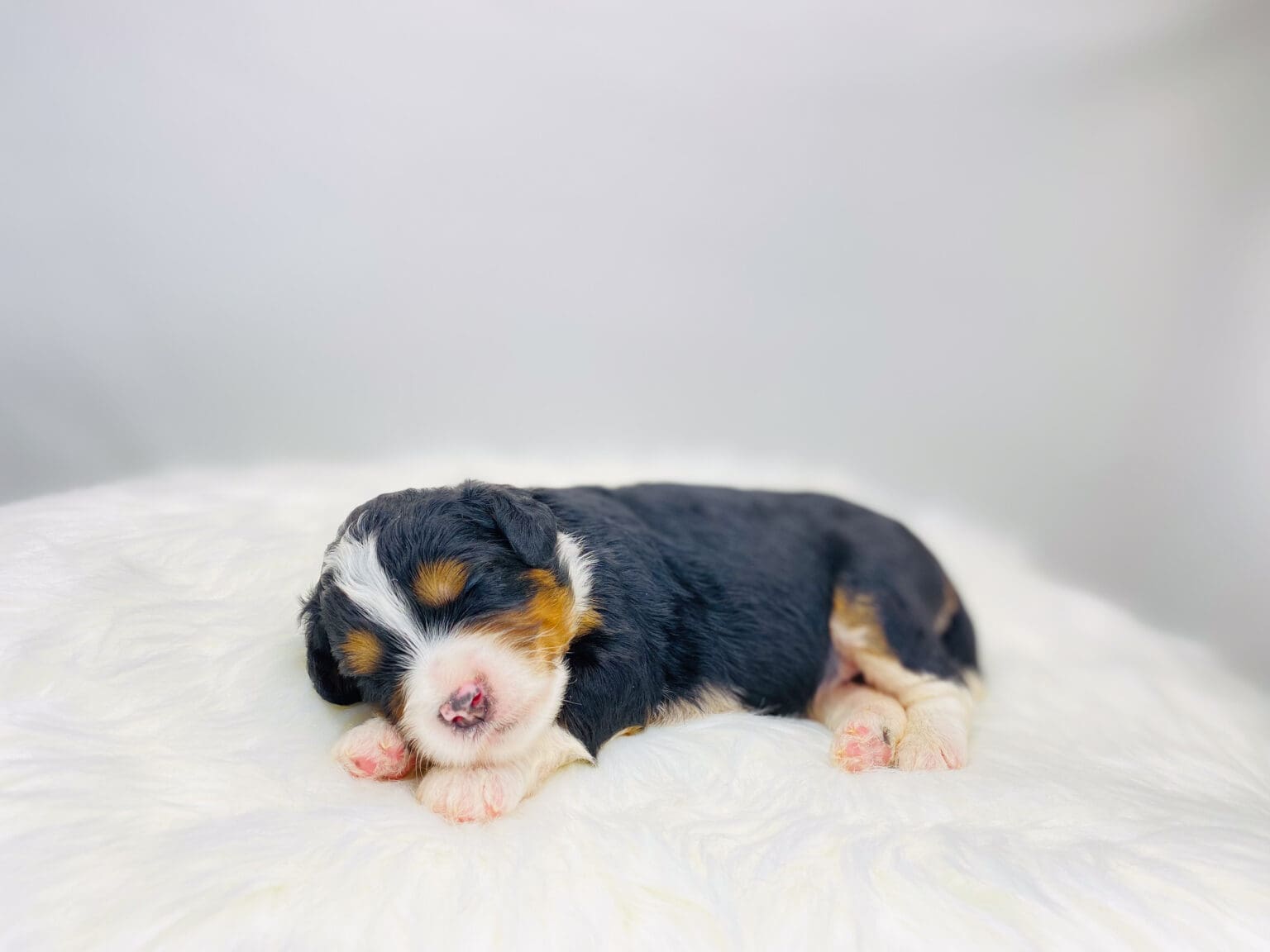 I am just a tiny baby and would love to join your family soon! Of course, you can’t see how cute and curly I will be when I get older, so the Dog Club will send updated photos when I am about 6 to 7 weeks old, if you choose to adopt me. Infant puppy deposits are refundable or transferrable.