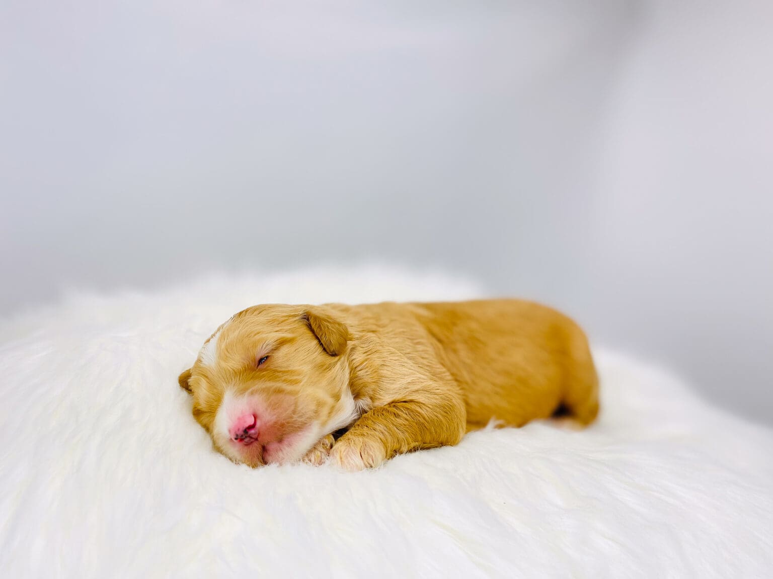 I am just a tiny baby and would love to join your family soon! Of course, you can’t see how cute and curly I will be when I get older, so the Dog Club will send updated photos when I am about 6 to 7 weeks old, if you choose to adopt me. Infant puppy deposits are refundable or transferrable.