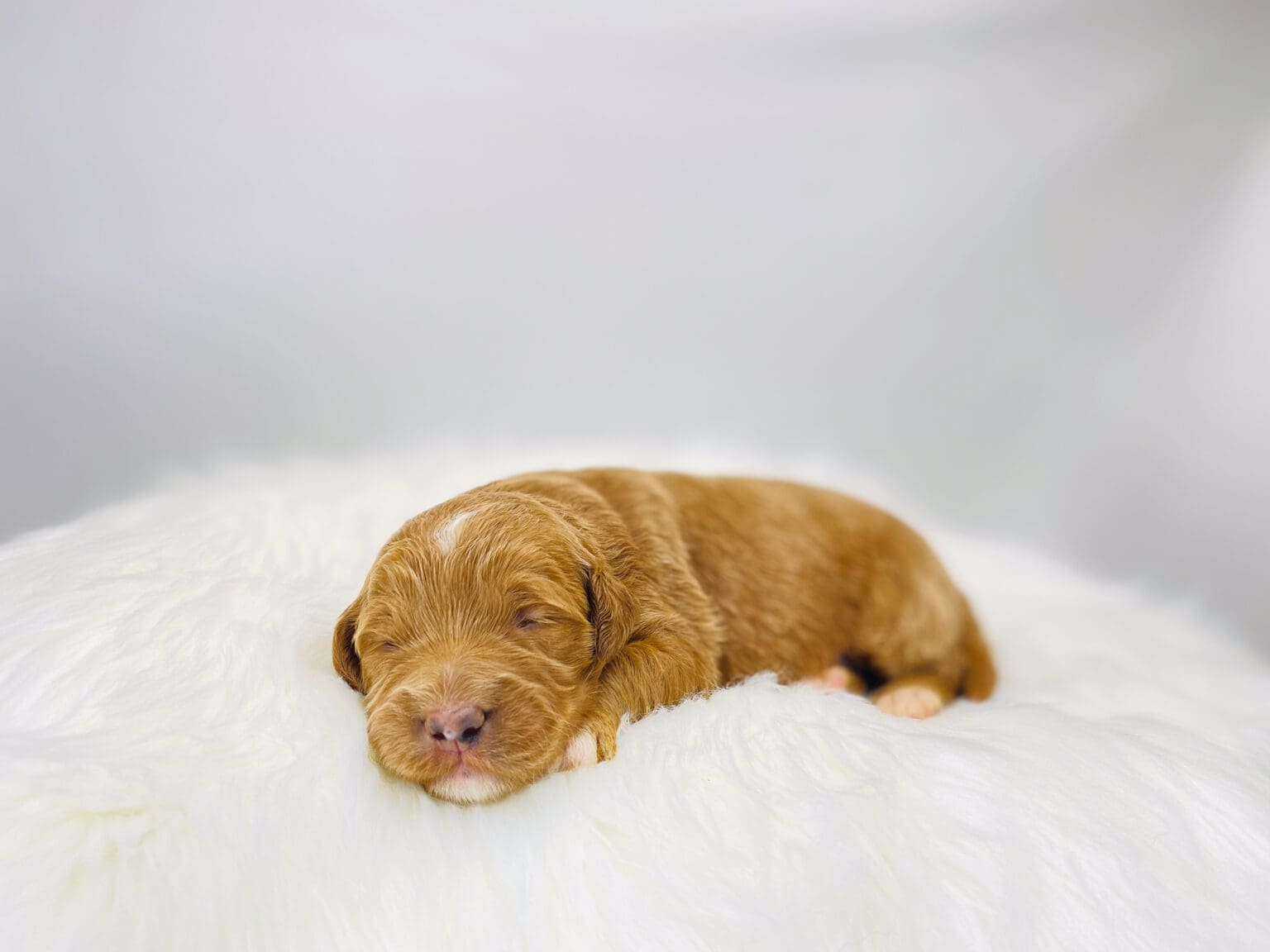I am just a tiny baby and would love to join your family soon! Of course, you can’t see how cute and curly I will be when I get older, so the Dog Club will send updated photos when I am about 6 to 7 weeks old, if you choose to adopt me. Infant puppy deposits are refundable or transferrable.