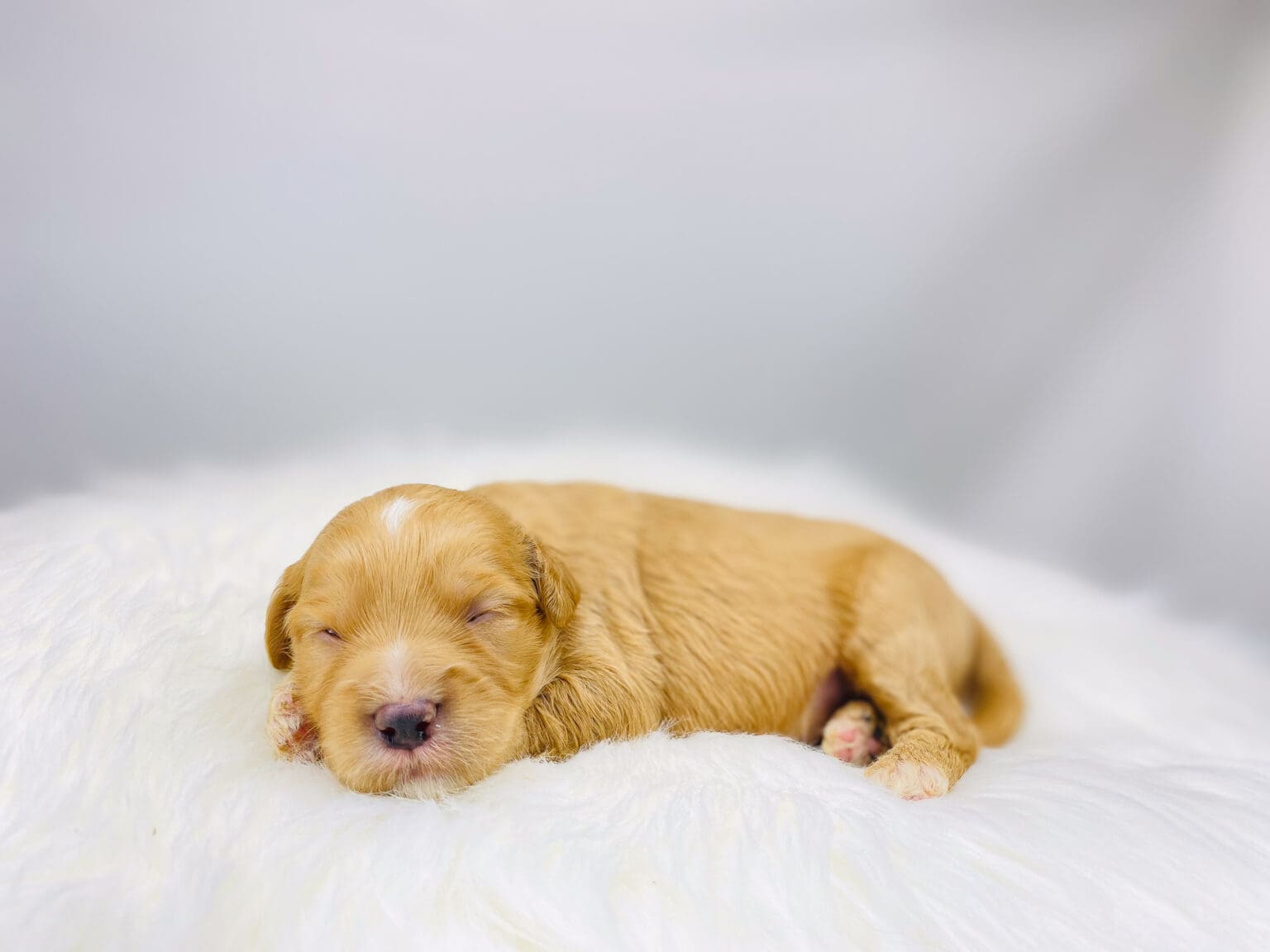 I am just a tiny baby and would love to join your family soon! Of course, you can’t see how cute and curly I will be when I get older, so the Dog Club will send updated photos when I am about 6 to 7 weeks old, if you choose to adopt me. Infant puppy deposits are refundable or transferrable.