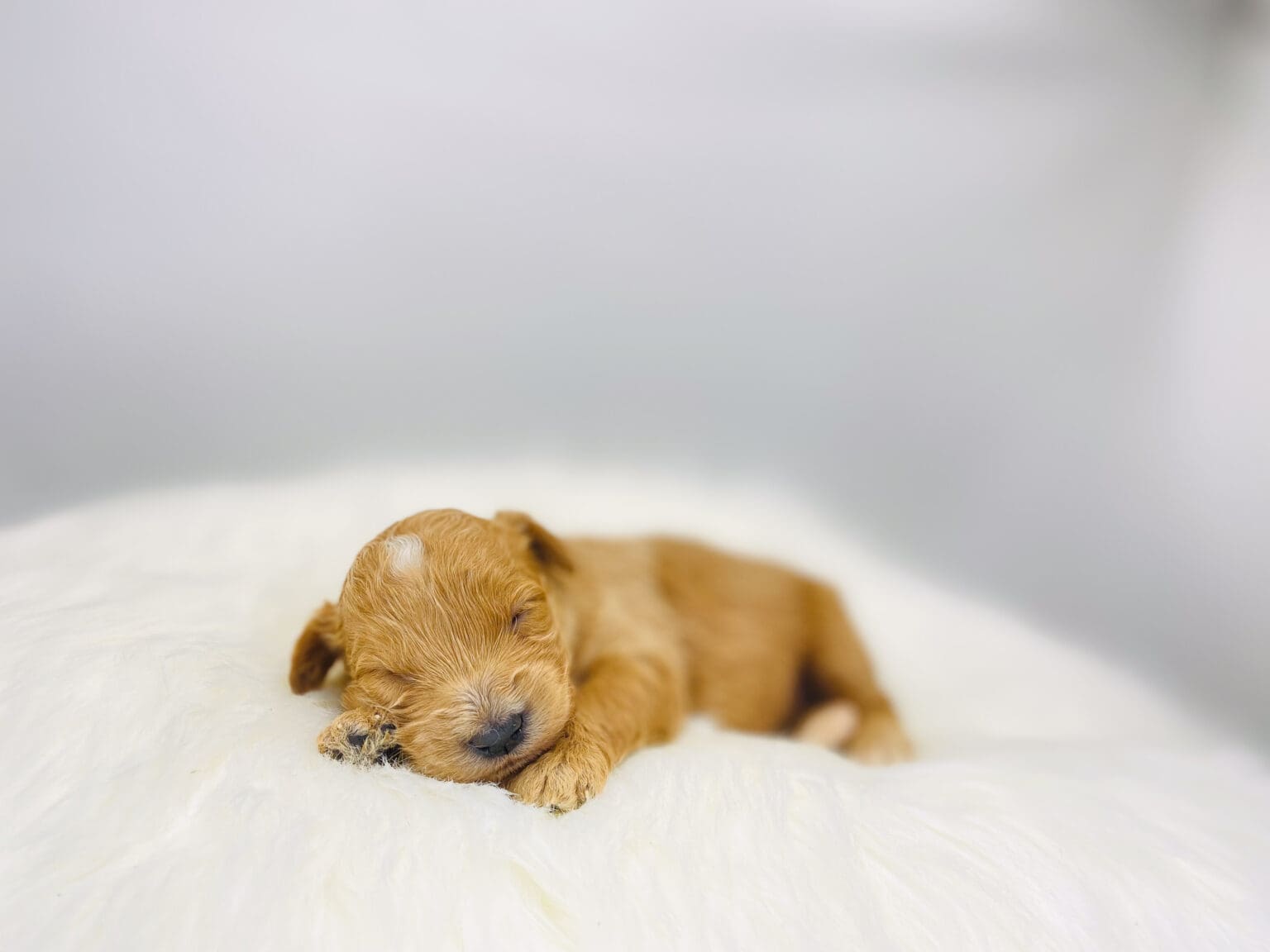 I am just a tiny baby and would love to join your family soon! Of course, you can’t see how cute and curly I will be when I get older, so the Dog Club will send updated photos when I am about 6 to 7 weeks old, if you choose to adopt me. Infant puppy deposits are refundable or transferrable.