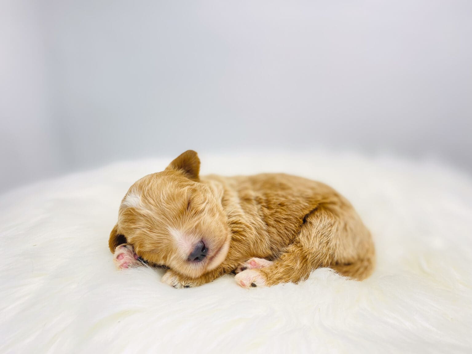 I am just a tiny baby and would love to join your family soon! Of course, you can’t see how cute and curly I will be when I get older, so the Dog Club will send updated photos when I am about 6 to 7 weeks old, if you choose to adopt me. Infant puppy deposits are refundable or transferrable.