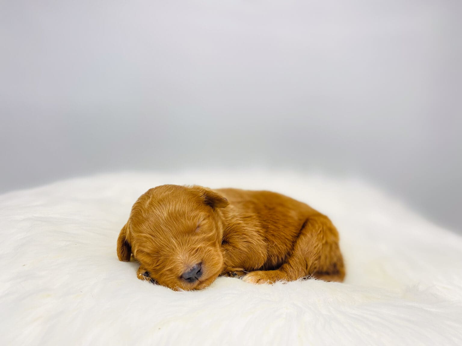 I am just a tiny baby and would love to join your family soon! Of course, you can’t see how cute and curly I will be when I get older, so the Dog Club will send updated photos when I am about 6 to 7 weeks old, if you choose to adopt me. Infant puppy deposits are refundable or transferrable.