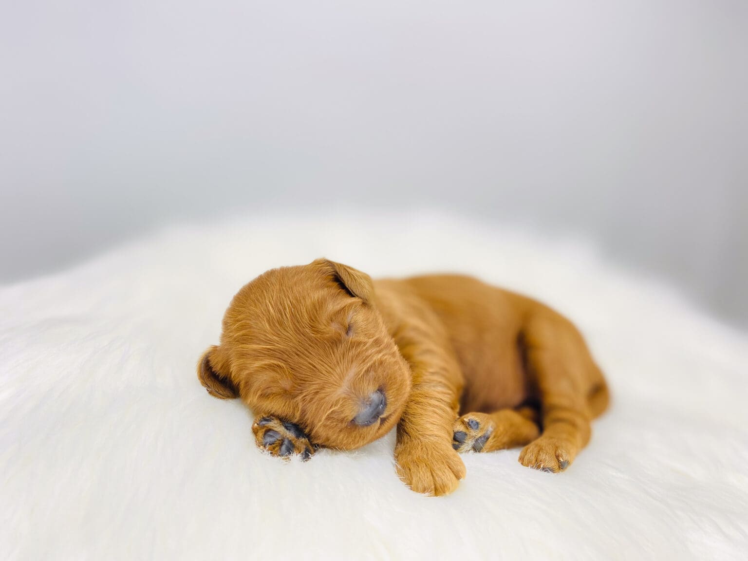I am just a tiny baby and would love to join your family soon! Of course, you can’t see how cute and curly I will be when I get older, so the Dog Club will send updated photos when I am about 6 to 7 weeks old, if you choose to adopt me. Infant puppy deposits are refundable or transferrable.