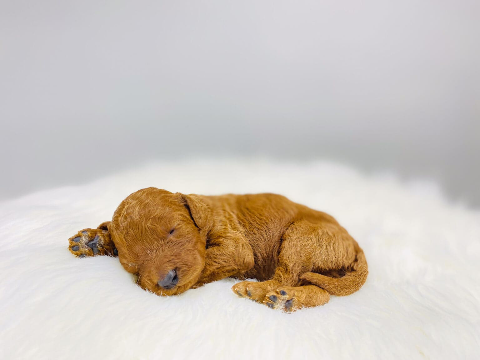 I am just a tiny baby and would love to join your family soon! Of course, you can’t see how cute and curly I will be when I get older, so the Dog Club will send updated photos when I am about 6 to 7 weeks old, if you choose to adopt me. Infant puppy deposits are refundable or transferrable.