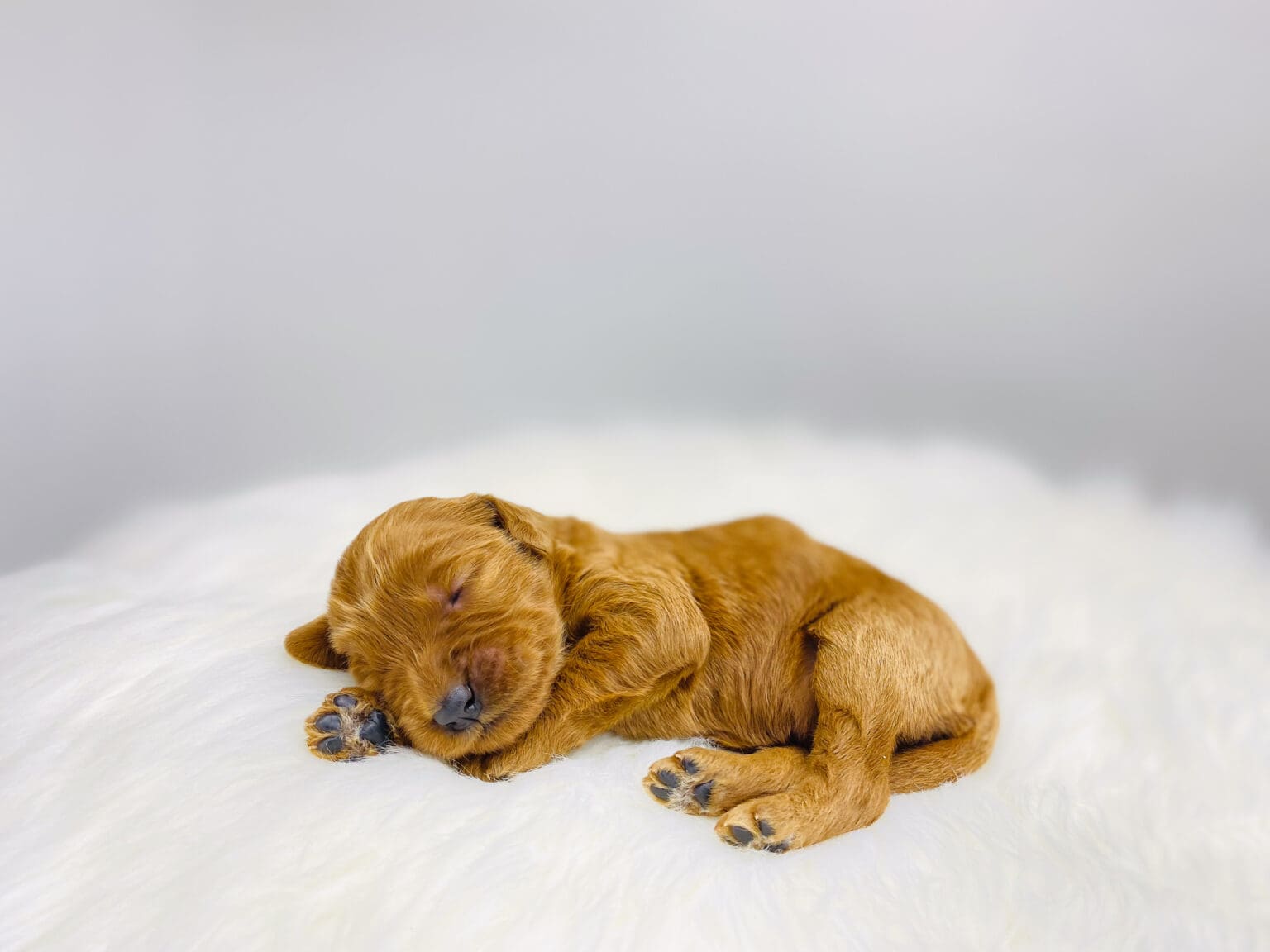 I am just a tiny baby and would love to join your family soon! Of course, you can’t see how cute and curly I will be when I get older, so the Dog Club will send updated photos when I am about 6 to 7 weeks old, if you choose to adopt me. Infant puppy deposits are refundable or transferrable.