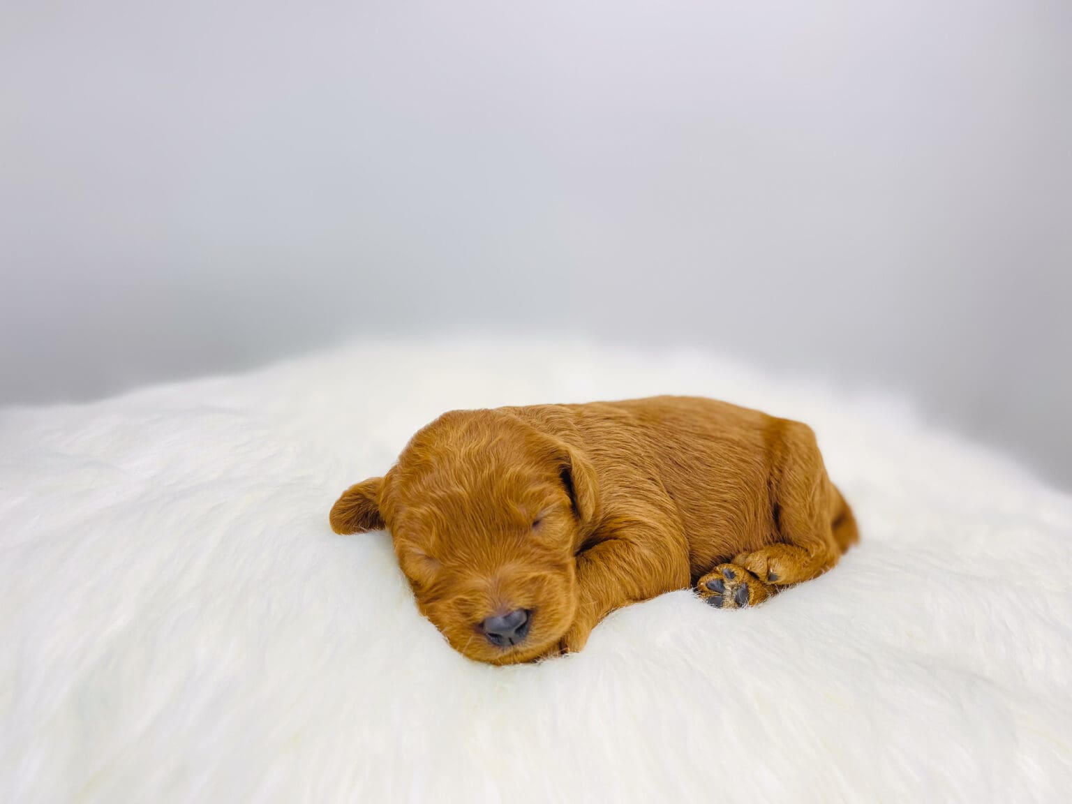 I am just a tiny baby and would love to join your family soon! Of course, you can’t see how cute and curly I will be when I get older, so the Dog Club will send updated photos when I am about 6 to 7 weeks old, if you choose to adopt me. Infant puppy deposits are refundable or transferrable.