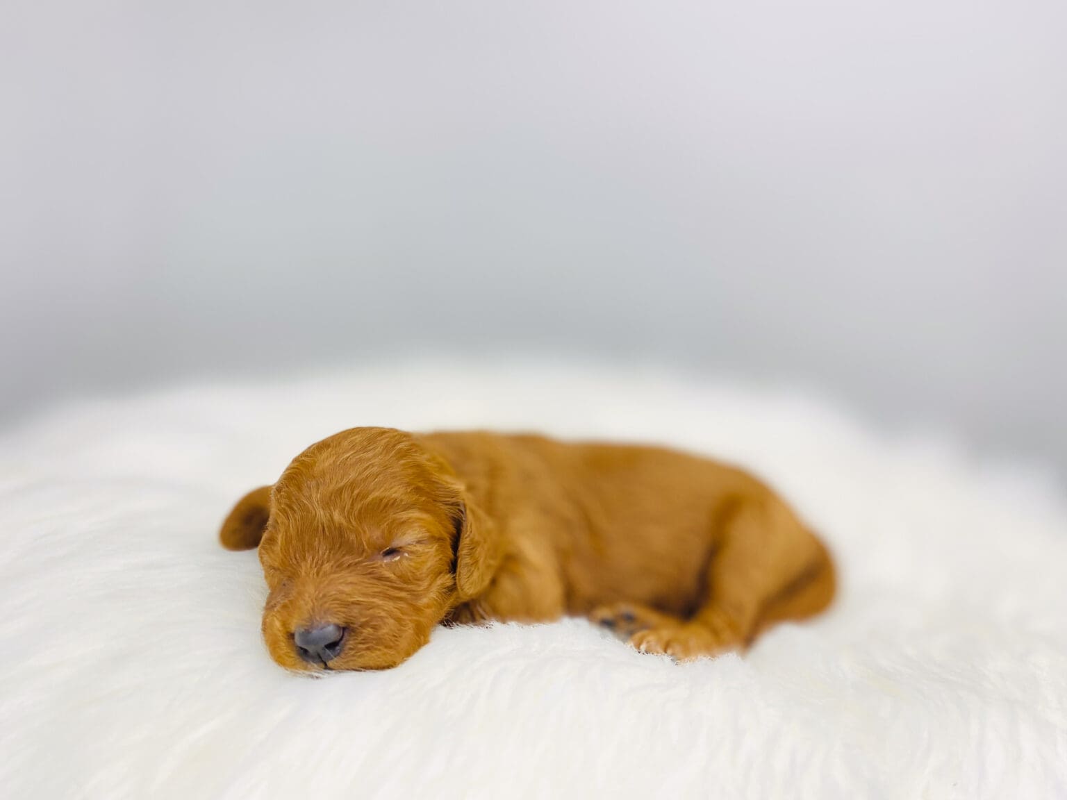 I am just a tiny baby and would love to join your family soon! Of course, you can’t see how cute and curly I will be when I get older, so the Dog Club will send updated photos when I am about 6 to 7 weeks old, if you choose to adopt me. Infant puppy deposits are refundable or transferrable.