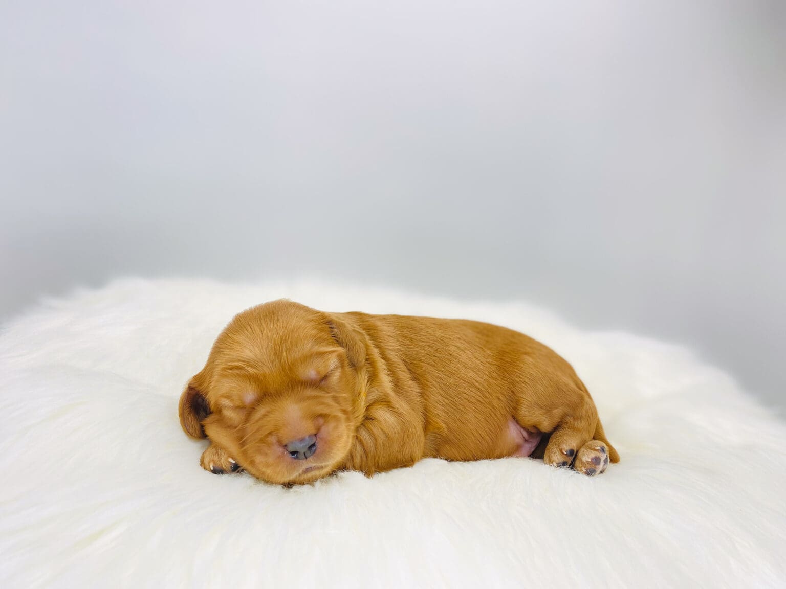 I am just a tiny baby and would love to join your family soon! Of course, you can’t see how cute and curly I will be when I get older, so the Dog Club will send updated photos when I am about 6 to 7 weeks old, if you choose to adopt me. Infant puppy deposits are refundable or transferrable.