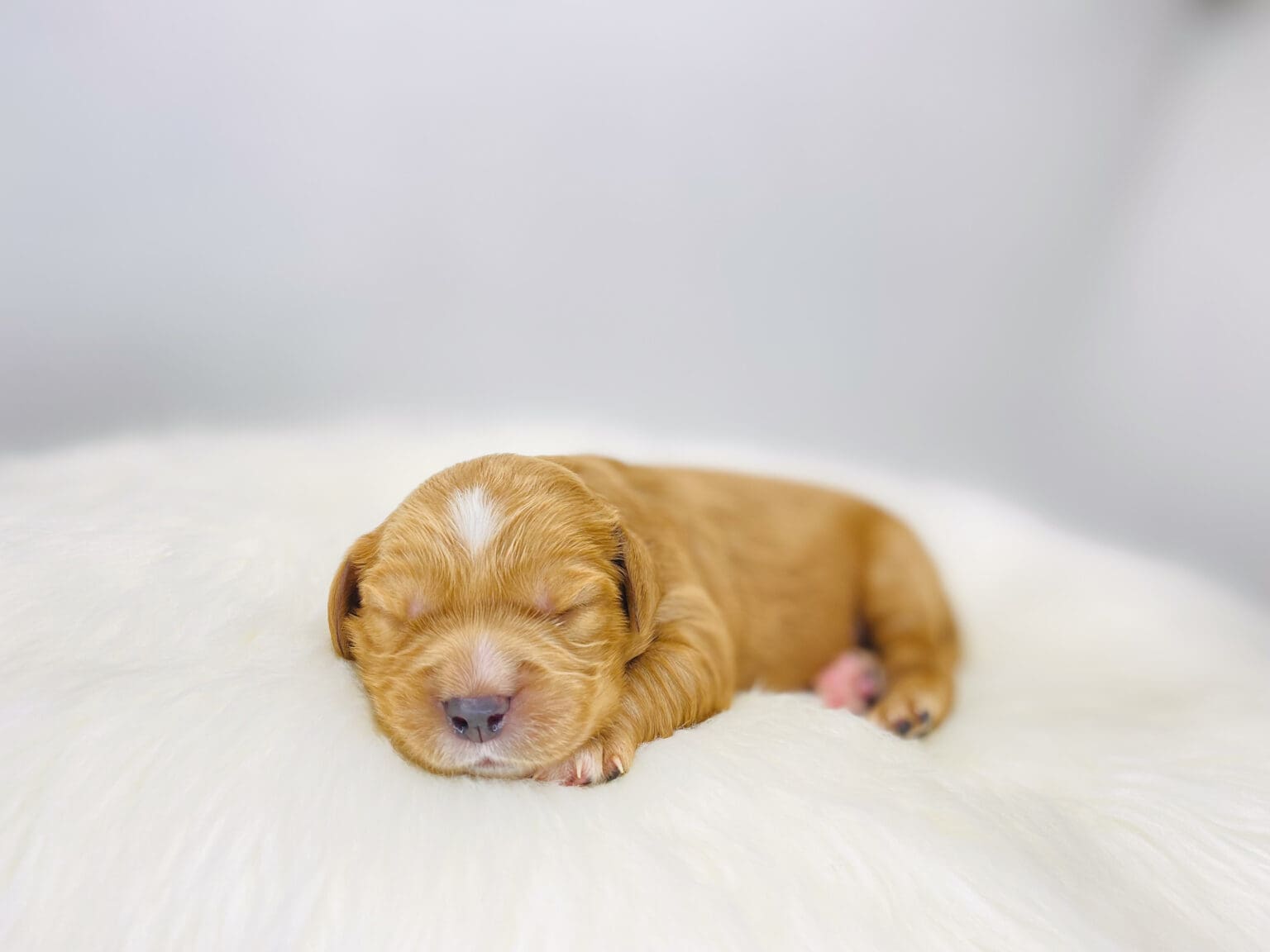 I am just a tiny baby and would love to join your family soon! Of course, you can’t see how cute and curly I will be when I get older, so the Dog Club will send updated photos when I am about 6 to 7 weeks old, if you choose to adopt me. Infant puppy deposits are refundable or transferrable.