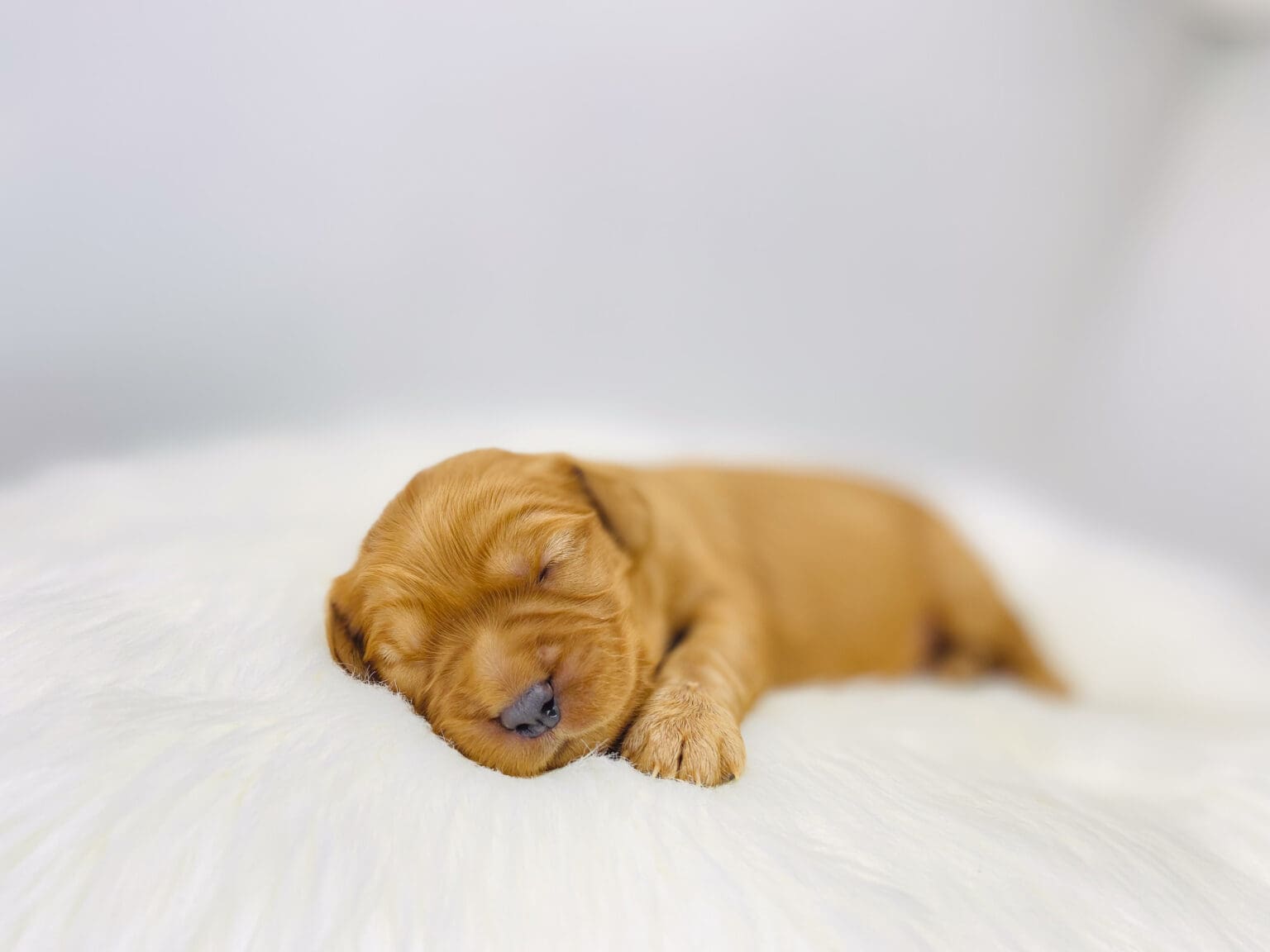 I am just a tiny baby and would love to join your family soon! Of course, you can’t see how cute and curly I will be when I get older, so the Dog Club will send updated photos when I am about 6 to 7 weeks old, if you choose to adopt me. Infant puppy deposits are refundable or transferrable.
