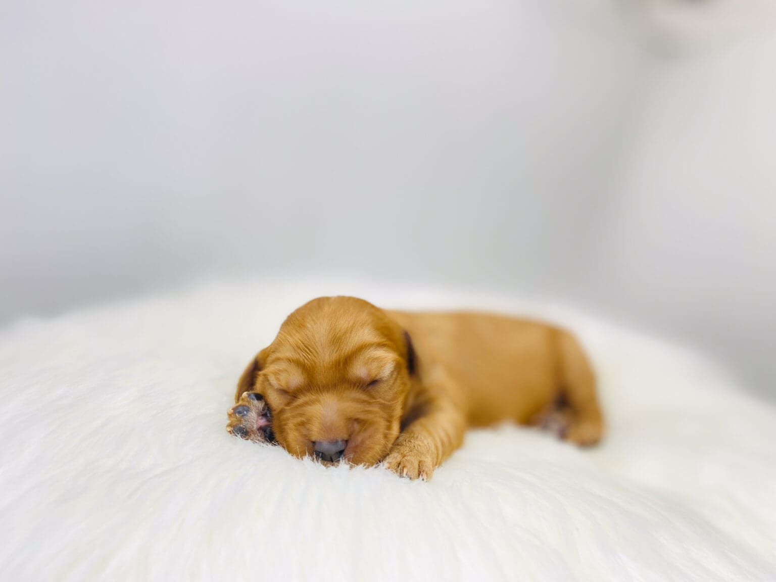 I am just a tiny baby and would love to join your family soon! Of course, you can’t see how cute and curly I will be when I get older, so the Dog Club will send updated photos when I am about 6 to 7 weeks old, if you choose to adopt me. Infant puppy deposits are refundable or transferrable.