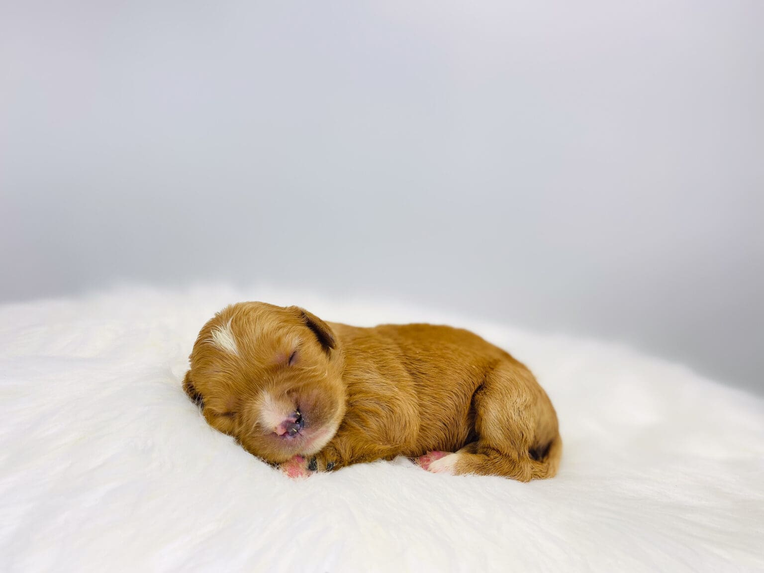 I am just a tiny baby and would love to join your family soon! Of course, you can’t see how cute and curly I will be when I get older, so the Dog Club will send updated photos when I am about 6 to 7 weeks old, if you choose to adopt me. Infant puppy deposits are refundable or transferrable.