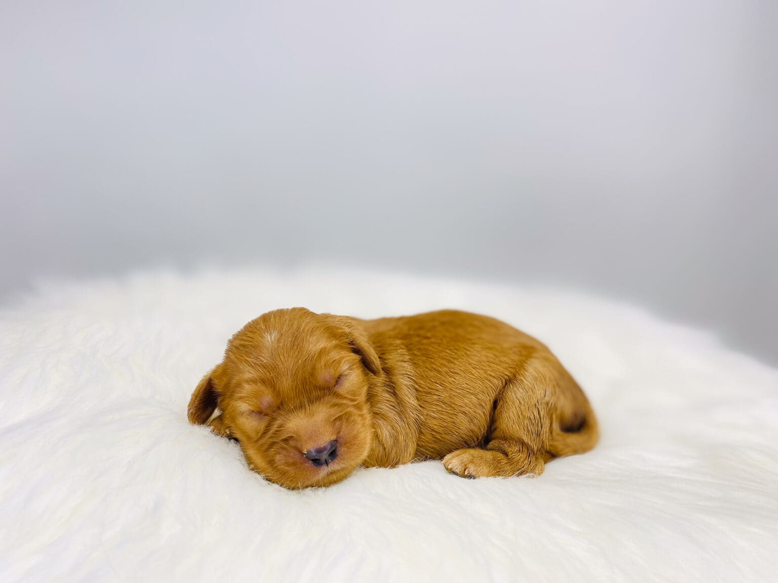 I am just a tiny baby and would love to join your family soon! Of course, you can’t see how cute and curly I will be when I get older, so the Dog Club will send updated photos when I am about 6 to 7 weeks old, if you choose to adopt me. Infant puppy deposits are refundable or transferrable.