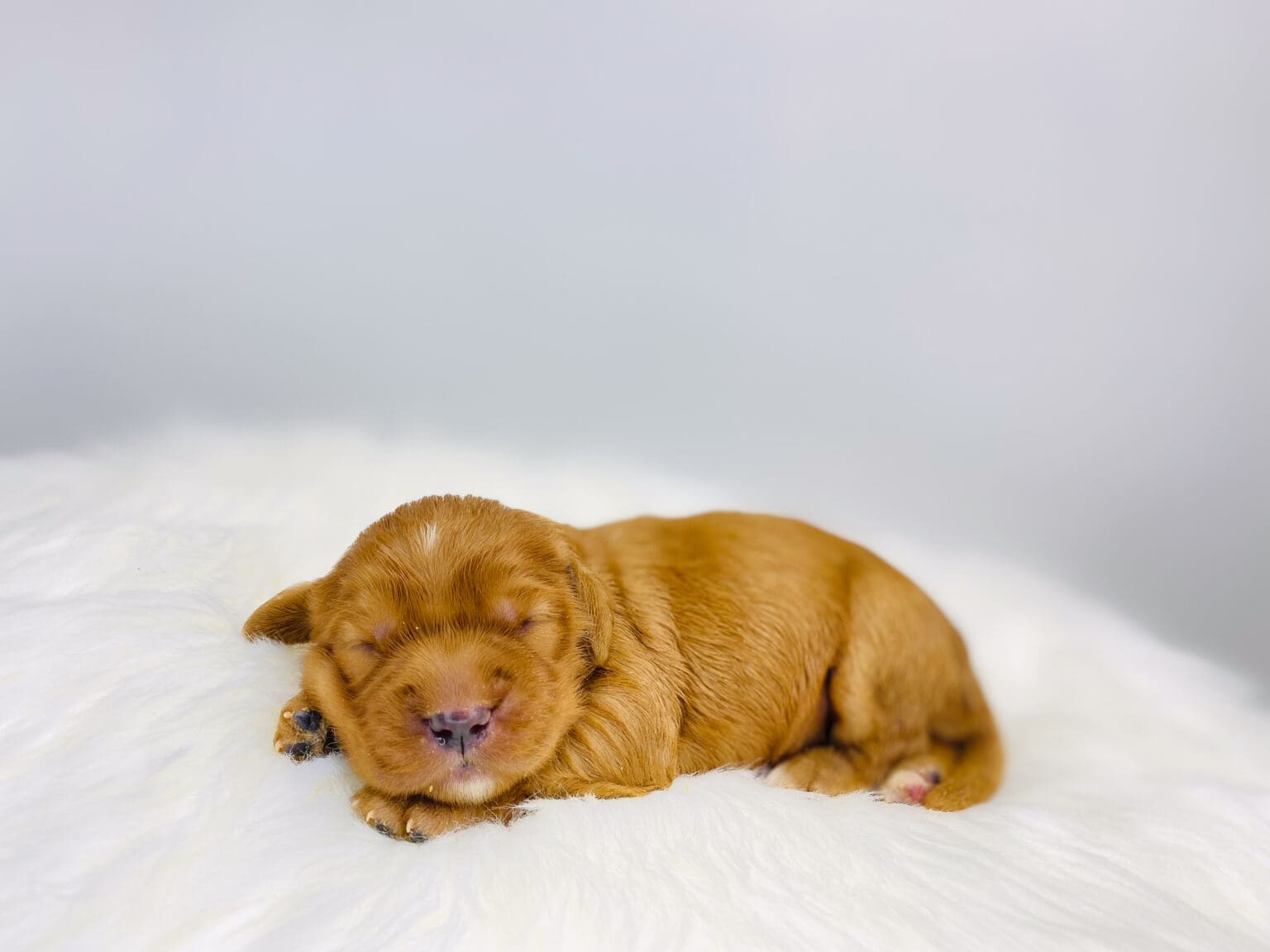 I am just a tiny baby and would love to join your family soon! Of course, you can’t see how cute and curly I will be when I get older, so the Dog Club will send updated photos when I am about 6 to 7 weeks old, if you choose to adopt me. Infant puppy deposits are refundable or transferrable.