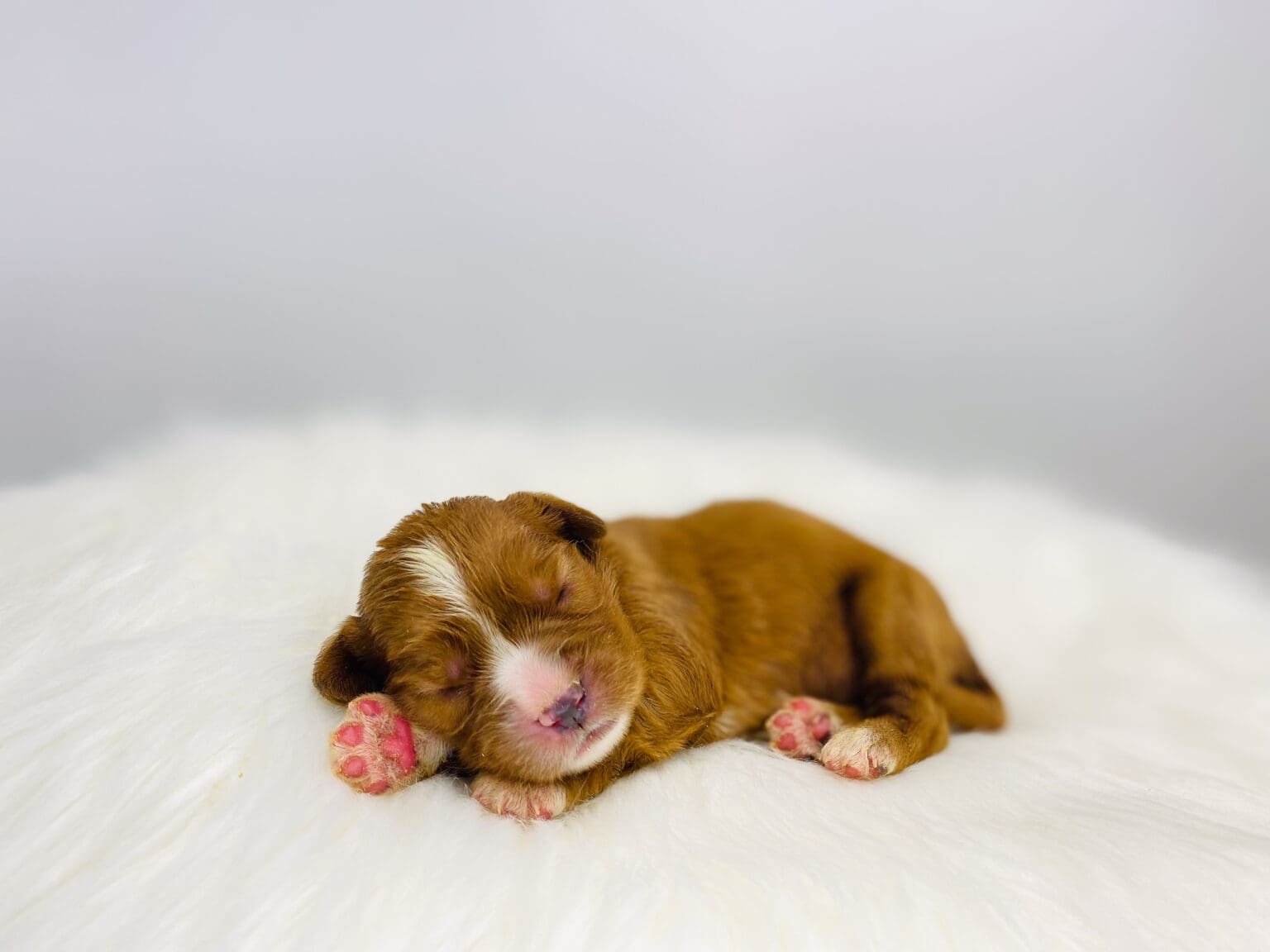 I am just a tiny baby and would love to join your family soon! Of course, you can’t see how cute and curly I will be when I get older, so the Dog Club will send updated photos when I am about 6 to 7 weeks old, if you choose to adopt me. Infant puppy deposits are refundable or transferrable.