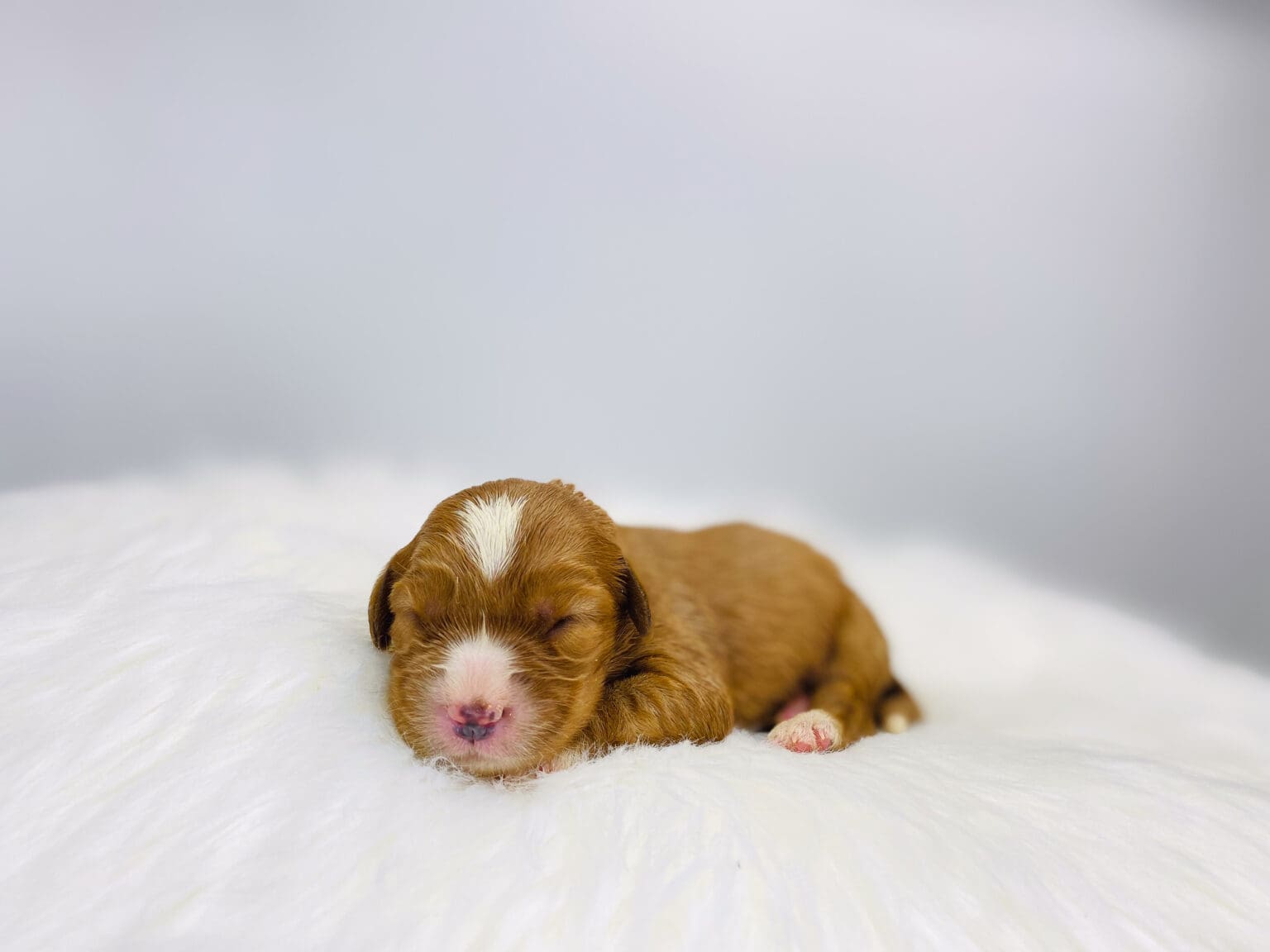 I am just a tiny baby and would love to join your family soon! Of course, you can’t see how cute and curly I will be when I get older, so the Dog Club will send updated photos when I am about 6 to 7 weeks old, if you choose to adopt me. Infant puppy deposits are refundable or transferrable.