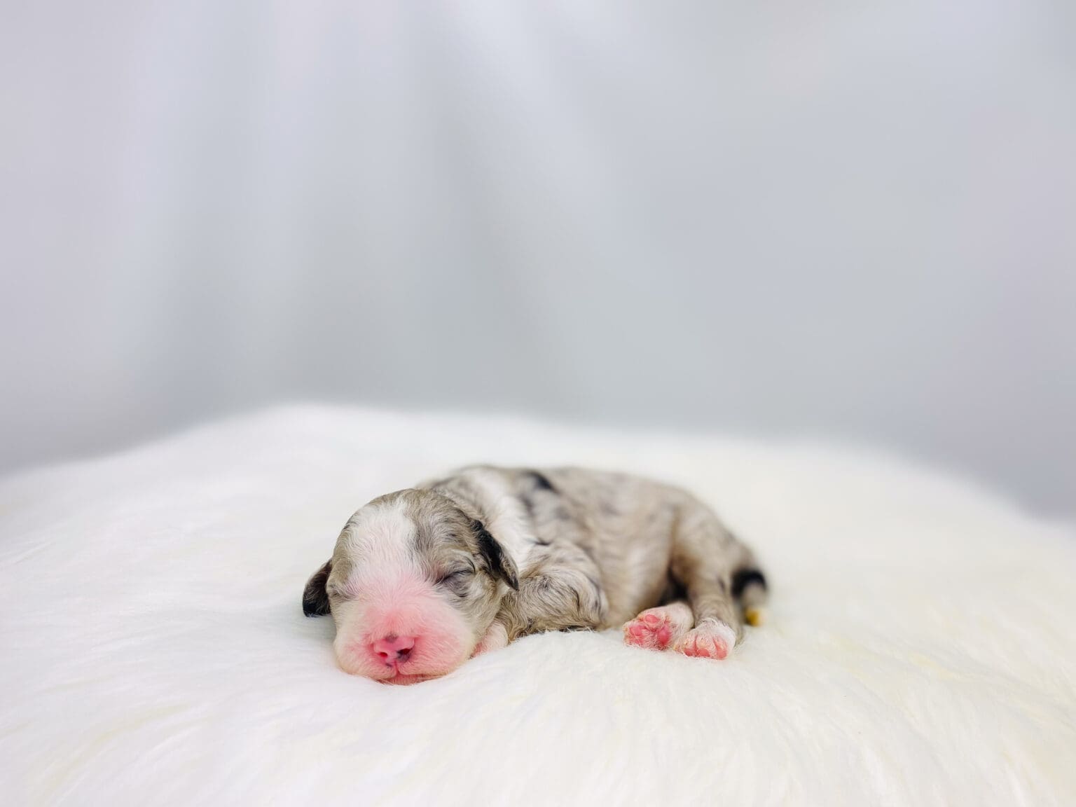 I am just a tiny baby and would love to join your family soon! Of course, you can’t see how cute and curly I will be when I get older, so the Dog Club will send updated photos when I am about 6 to 7 weeks old, if you choose to adopt me. Infant puppy deposits are refundable or transferrable.