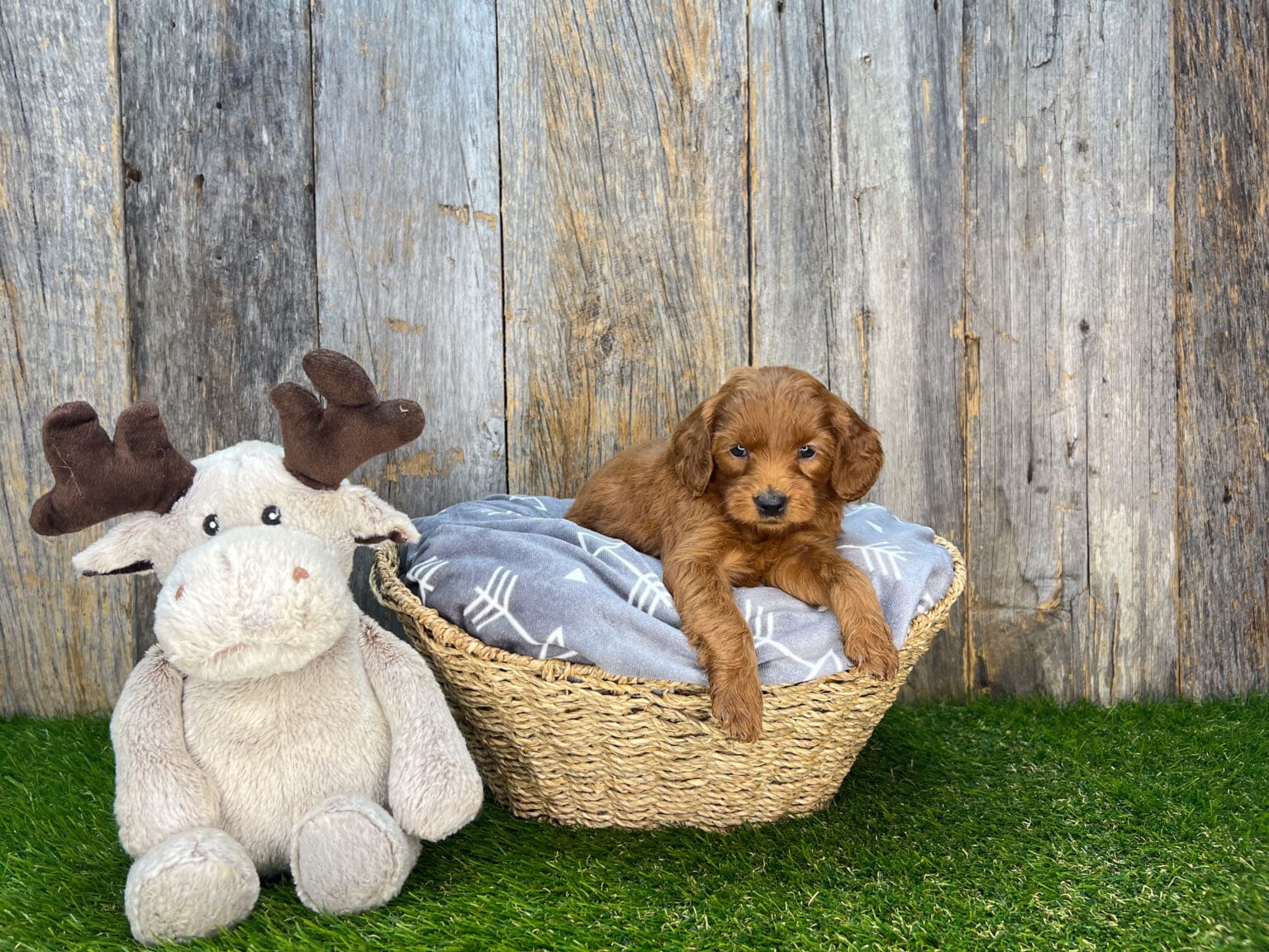 I am just a tiny baby and would love to join your family soon! Of course, you can’t see how cute and curly I will be when I get older, so the Dog Club will send updated photos when I am about 6 to 7 weeks old, if you choose to adopt me. Infant puppy deposits are refundable or transferrable.