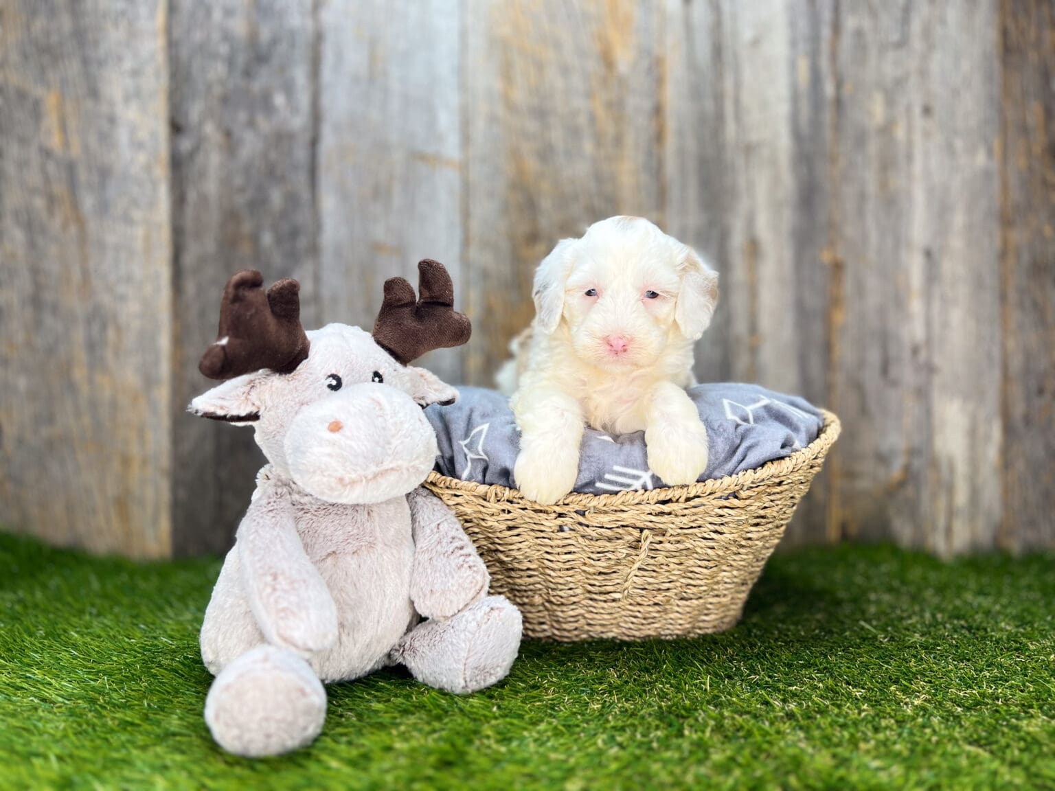 I am just a tiny baby and would love to join your family soon! Of course, you can’t see how cute and curly I will be when I get older, so the Dog Club will send updated photos when I am about 6 to 7 weeks old, if you choose to adopt me. Infant puppy deposits are refundable or transferrable.