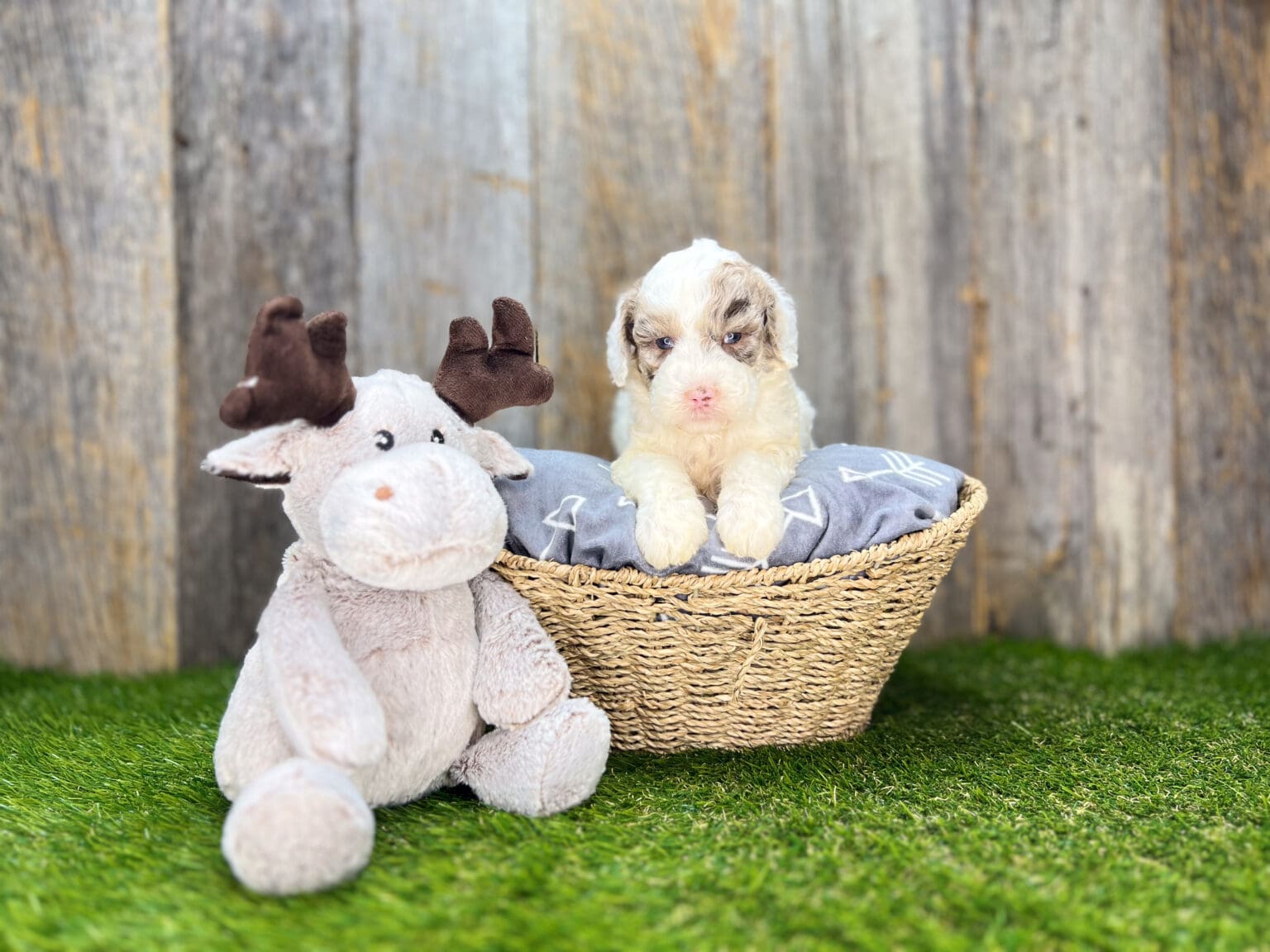 I am just a tiny baby and would love to join your family soon! Of course, you can’t see how cute and curly I will be when I get older, so the Dog Club will send updated photos when I am about 6 to 7 weeks old, if you choose to adopt me. Infant puppy deposits are refundable or transferrable.