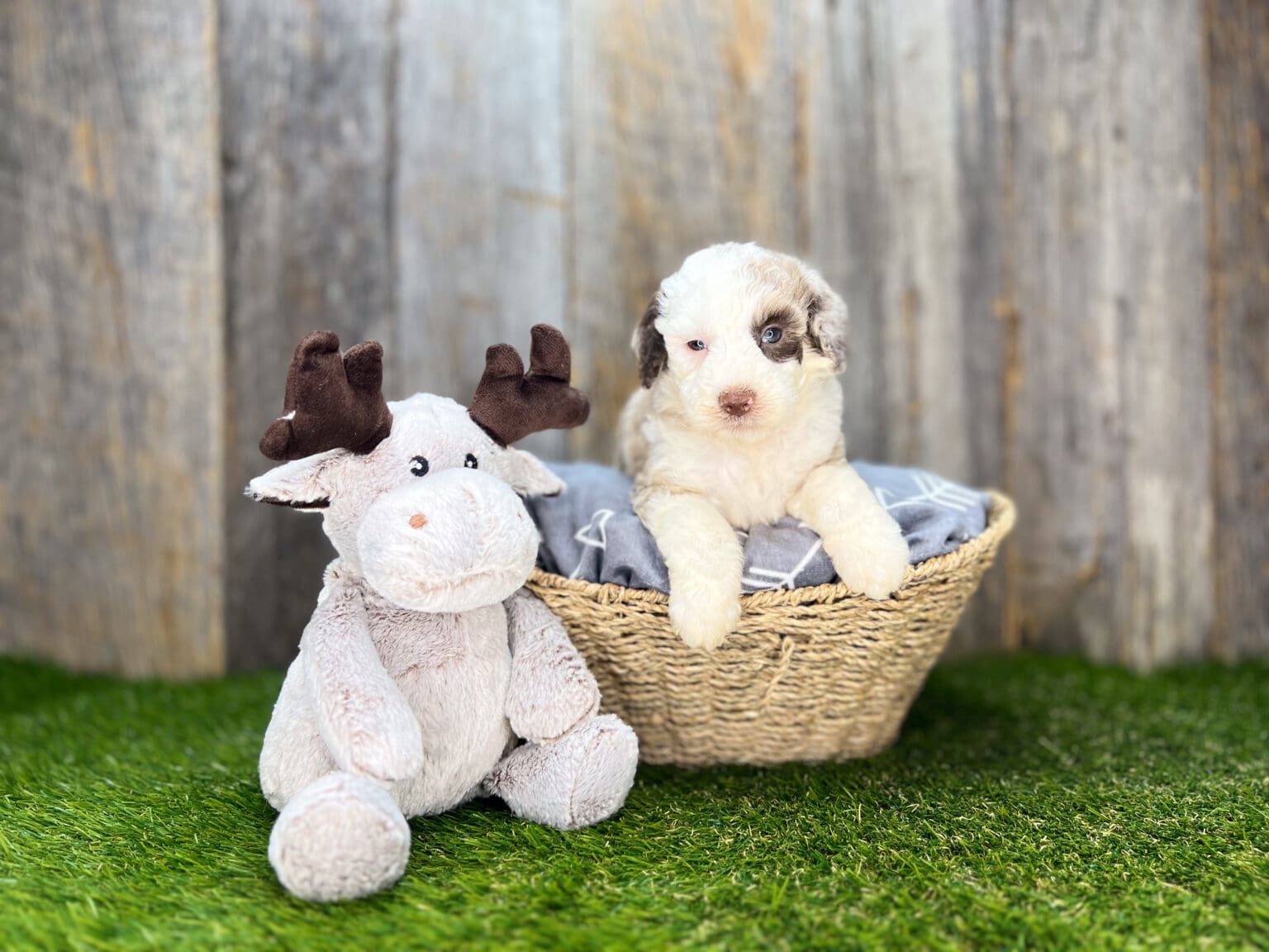 I am just a tiny baby and would love to join your family soon! Of course, you can’t see how cute and curly I will be when I get older, so the Dog Club will send updated photos when I am about 6 to 7 weeks old, if you choose to adopt me. Infant puppy deposits are refundable or transferrable.