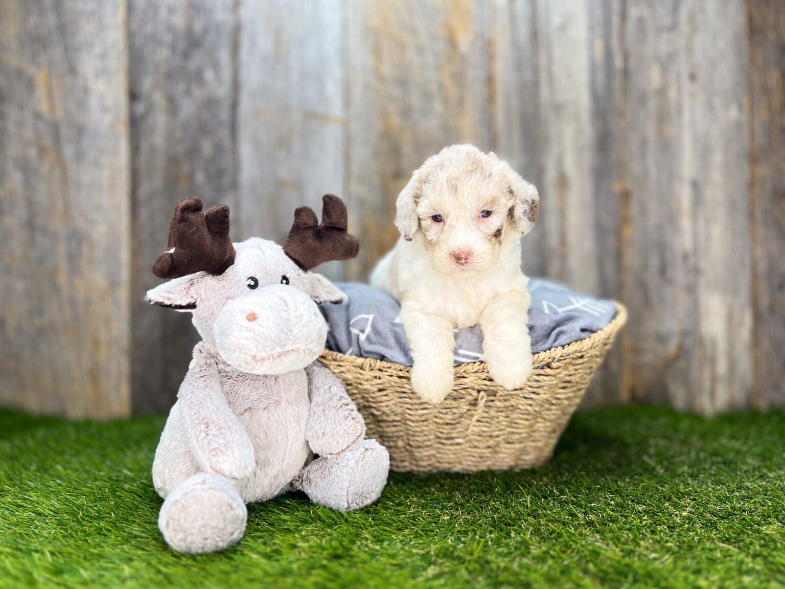 I am just a tiny baby and would love to join your family soon! Of course, you can’t see how cute and curly I will be when I get older, so the Dog Club will send updated photos when I am about 6 to 7 weeks old, if you choose to adopt me. Infant puppy deposits are refundable or transferrable.