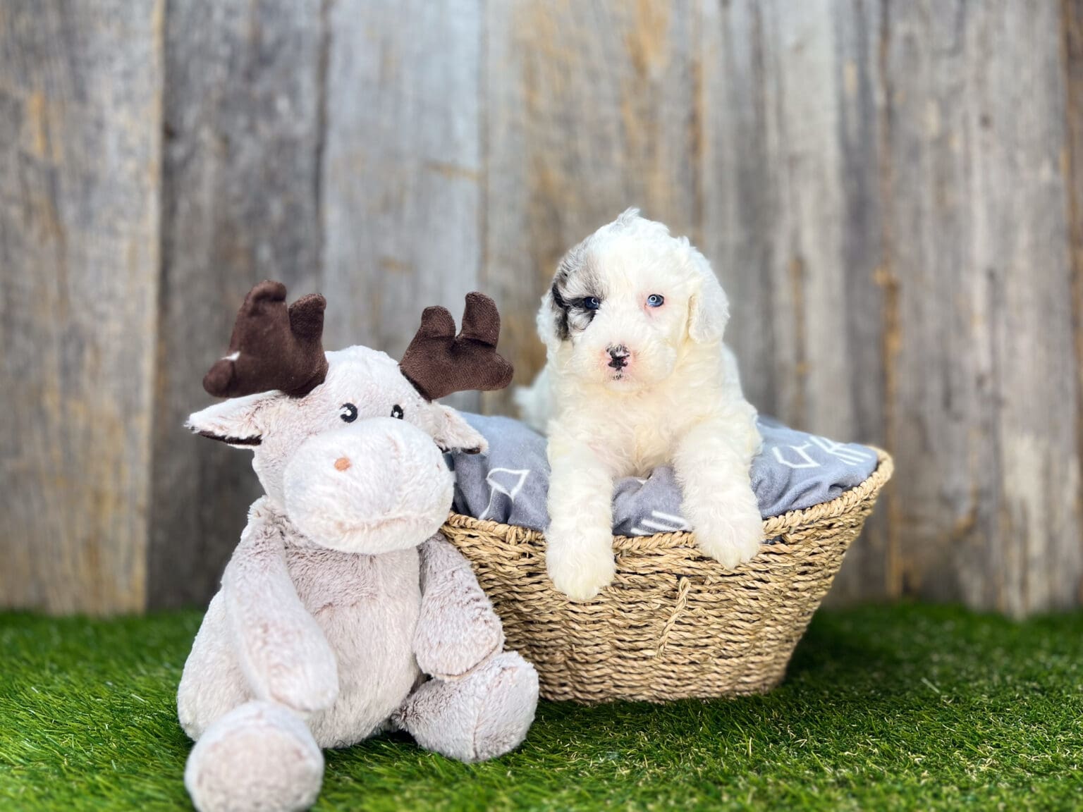 I am just a tiny baby and would love to join your family soon! Of course, you can’t see how cute and curly I will be when I get older, so the Dog Club will send updated photos when I am about 6 to 7 weeks old, if you choose to adopt me. Infant puppy deposits are refundable or transferrable.