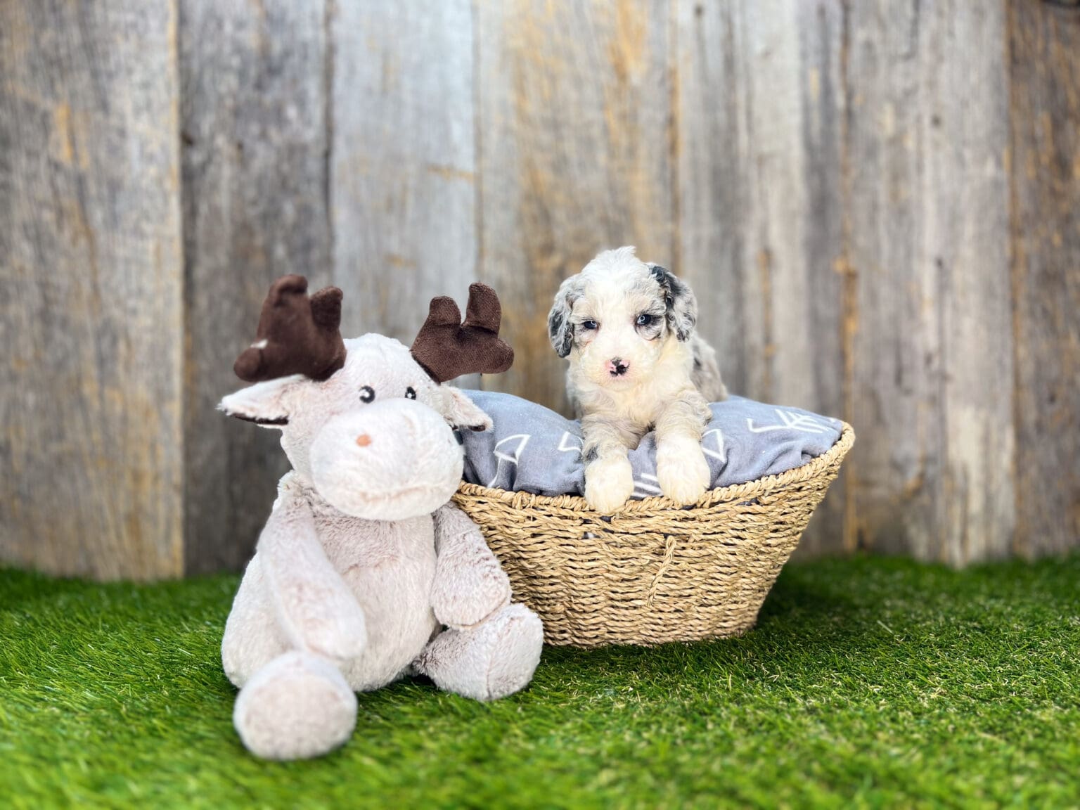 I am just a tiny baby and would love to join your family soon! Of course, you can’t see how cute and curly I will be when I get older, so the Dog Club will send updated photos when I am about 6 to 7 weeks old, if you choose to adopt me. Infant puppy deposits are refundable or transferrable.