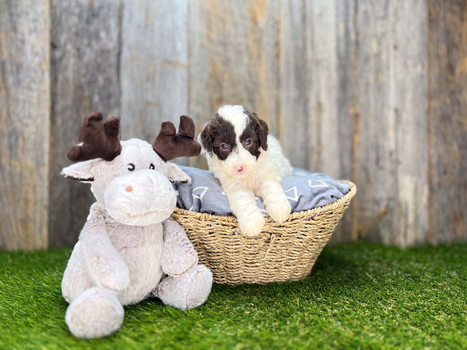 I am just a tiny baby and would love to join your family soon! Of course, you can’t see how cute and curly I will be when I get older, so the Dog Club will send updated photos when I am about 6 to 7 weeks old, if you choose to adopt me. Infant puppy deposits are refundable or transferrable.