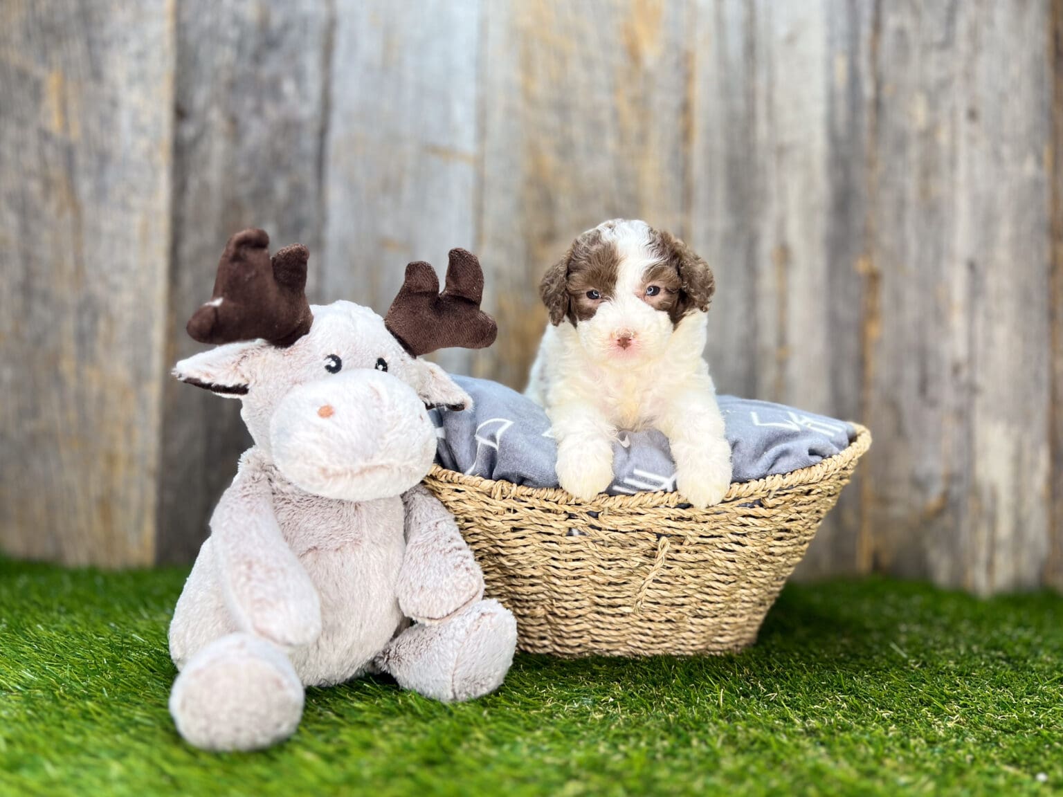 I am just a tiny baby and would love to join your family soon! Of course, you can’t see how cute and curly I will be when I get older, so the Dog Club will send updated photos when I am about 6 to 7 weeks old, if you choose to adopt me. Infant puppy deposits are refundable or transferrable.
