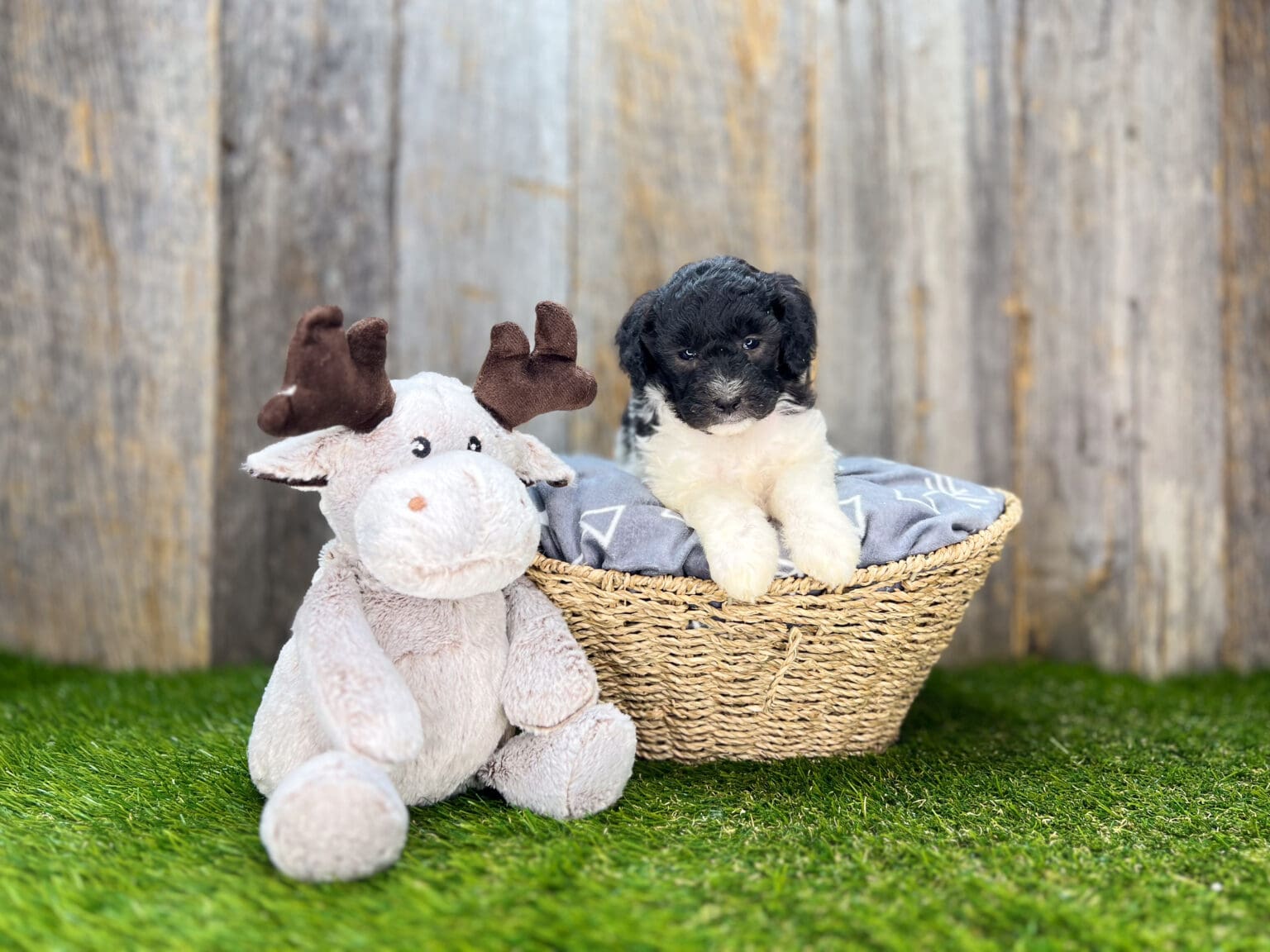I am just a tiny baby and would love to join your family soon! Of course, you can’t see how cute and curly I will be when I get older, so the Dog Club will send updated photos when I am about 6 to 7 weeks old, if you choose to adopt me. Infant puppy deposits are refundable or transferrable.