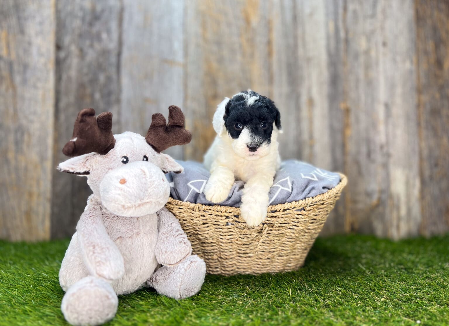 I am just a tiny baby and would love to join your family soon! Of course, you can’t see how cute and curly I will be when I get older, so the Dog Club will send updated photos when I am about 6 to 7 weeks old, if you choose to adopt me. Infant puppy deposits are refundable or transferrable.