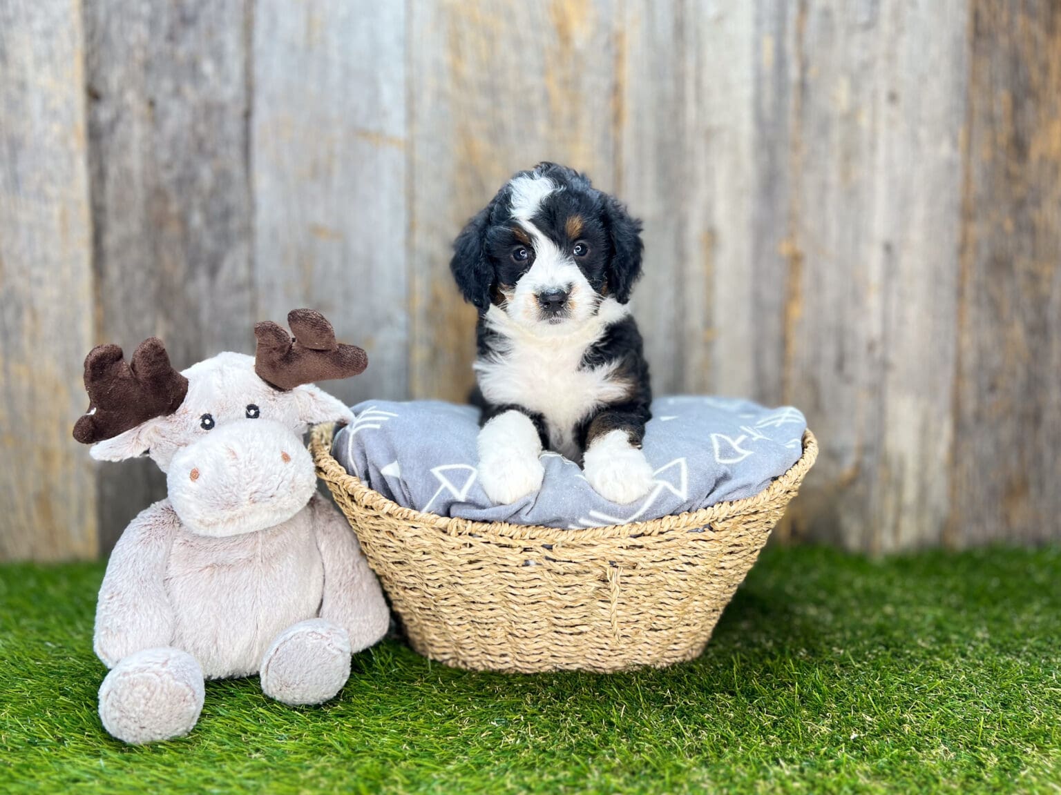 I am just a tiny baby and would love to join your family soon! Of course, you can’t see how cute and curly I will be when I get older, so the Dog Club will send updated photos when I am about 6 to 7 weeks old, if you choose to adopt me. Infant puppy deposits are refundable or transferrable.
